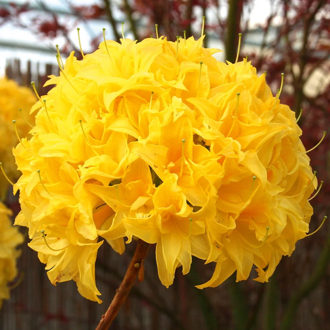 Guldazalea 'Sunhead'