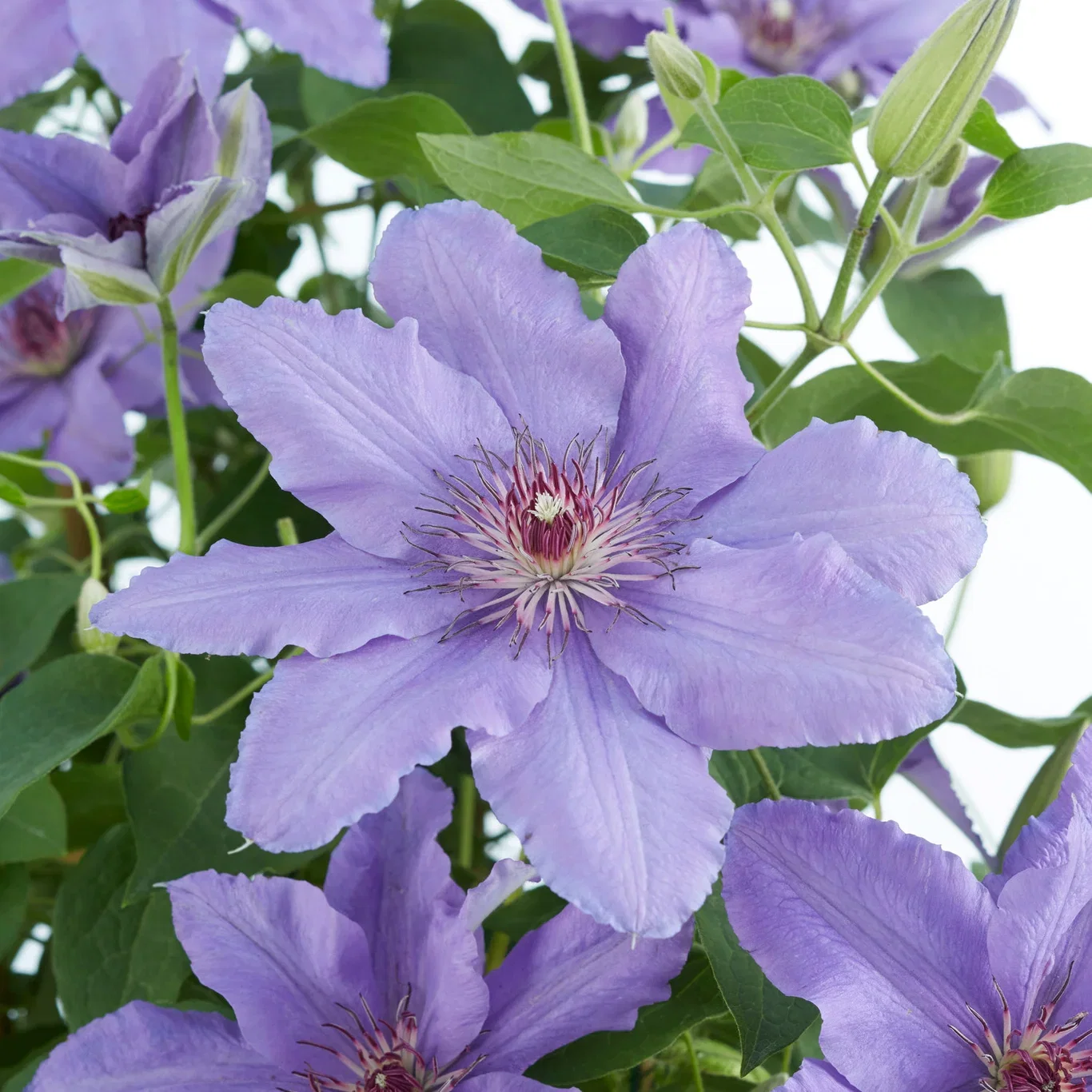 Klematis BOULEVARD® PARISIENNE™