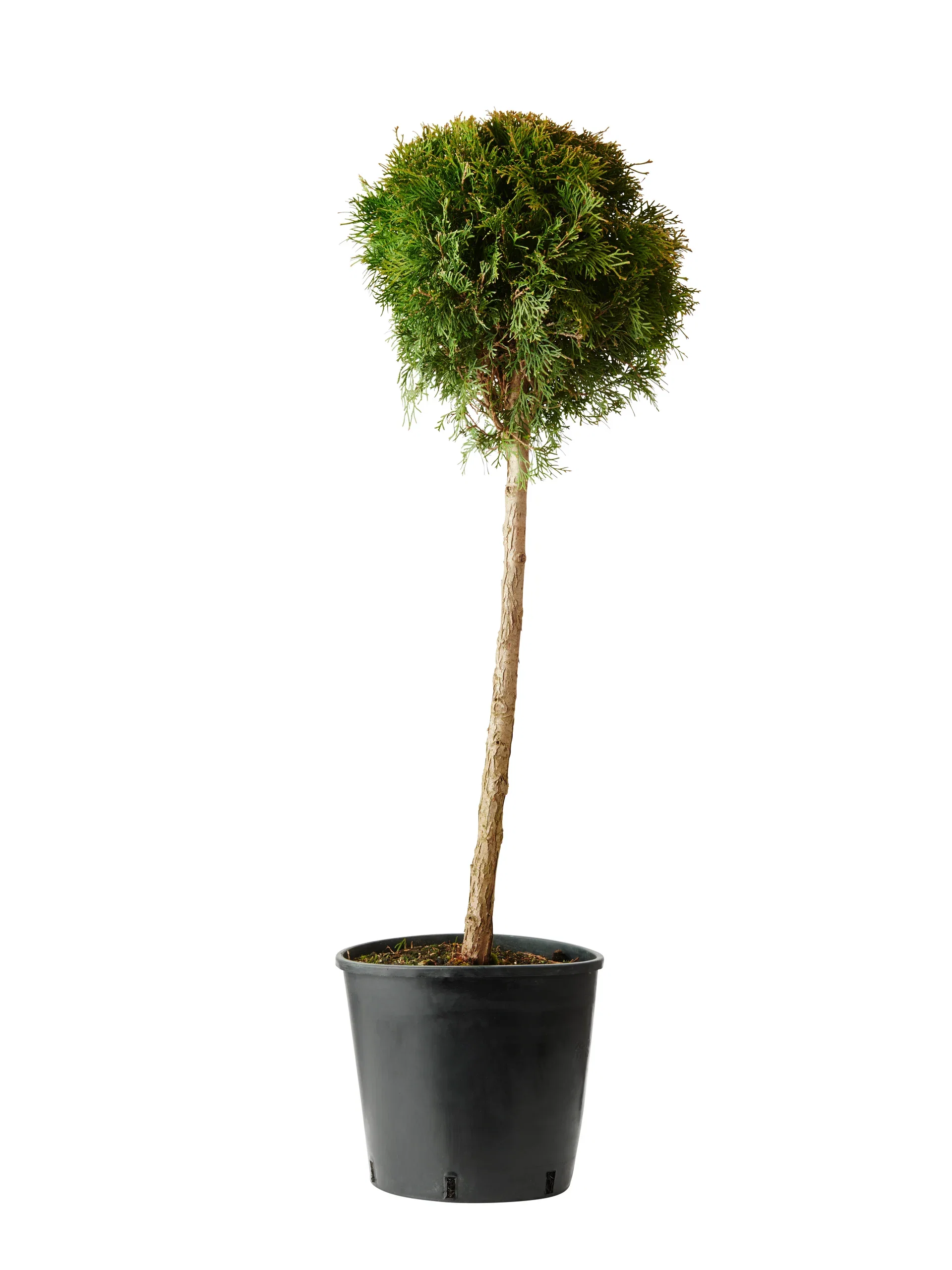 Thuja occ. 'Smaragd' Ball on stem 36CM