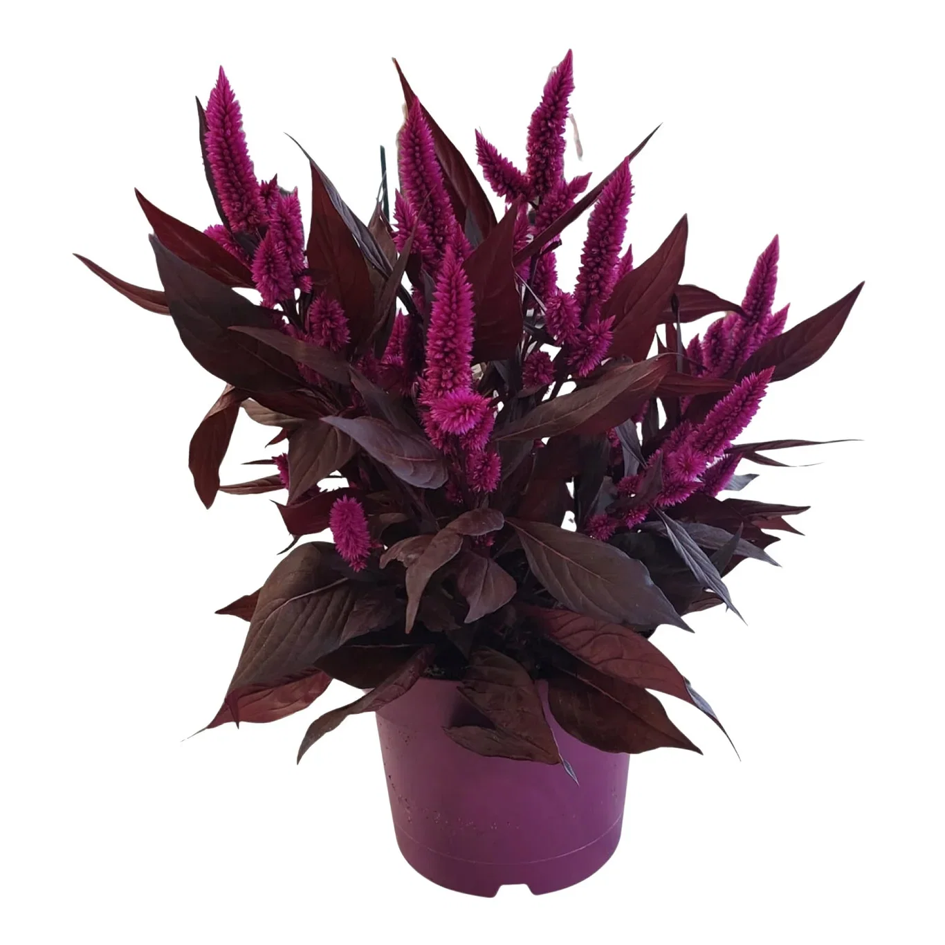 Celosia c. 'Mystic Shades' 19 cm