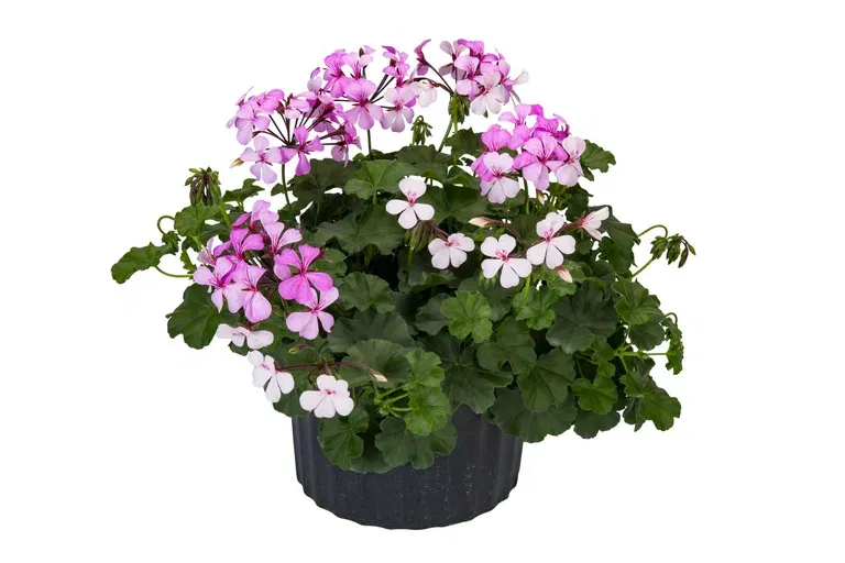 Pelargonium Calliope Landscape® Pink Duo