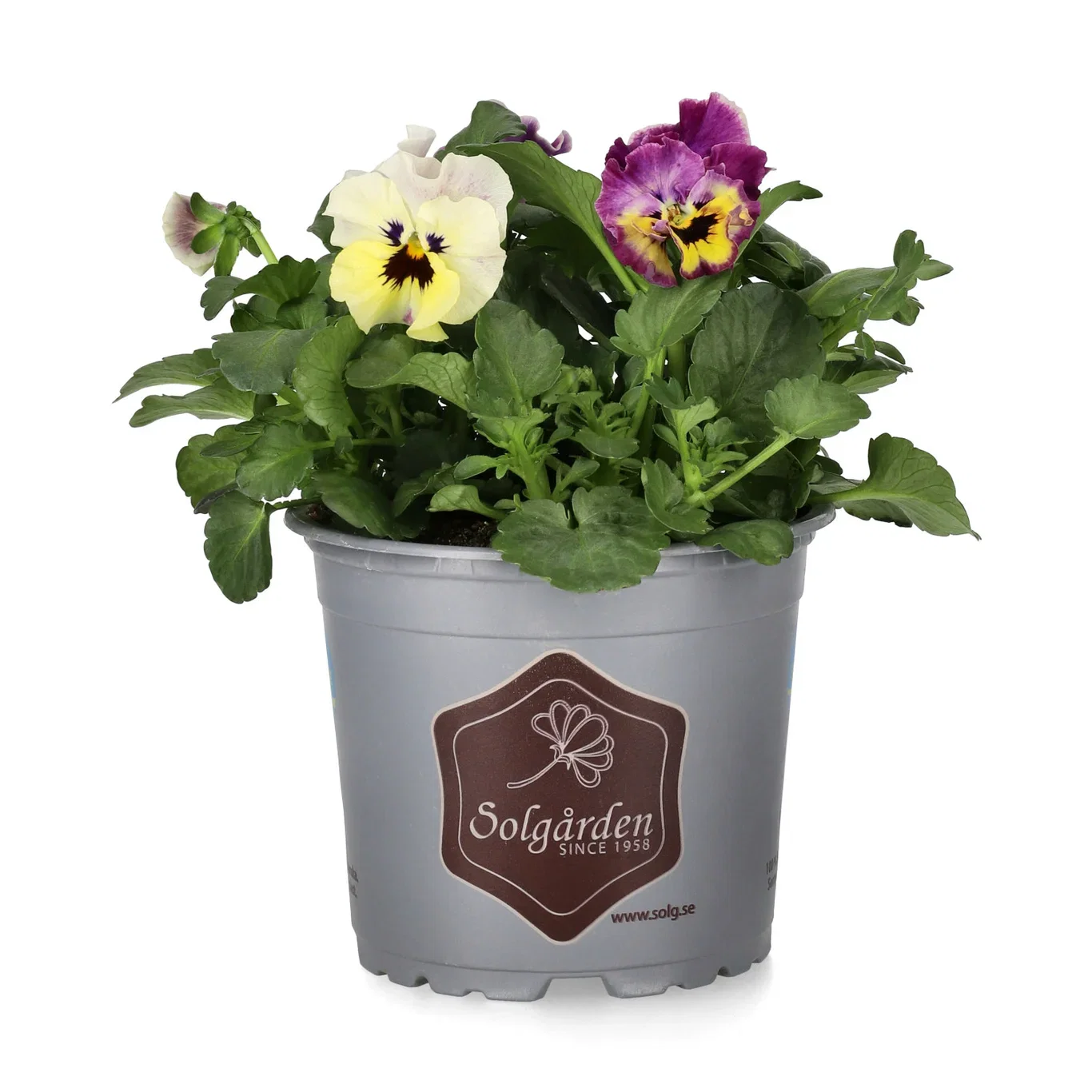 Viola 'Frizzle Sizzle' 12 cm