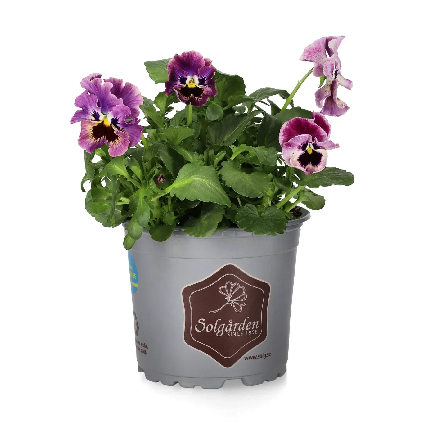 Viola 'Frizzle Sizzle' 12 cm