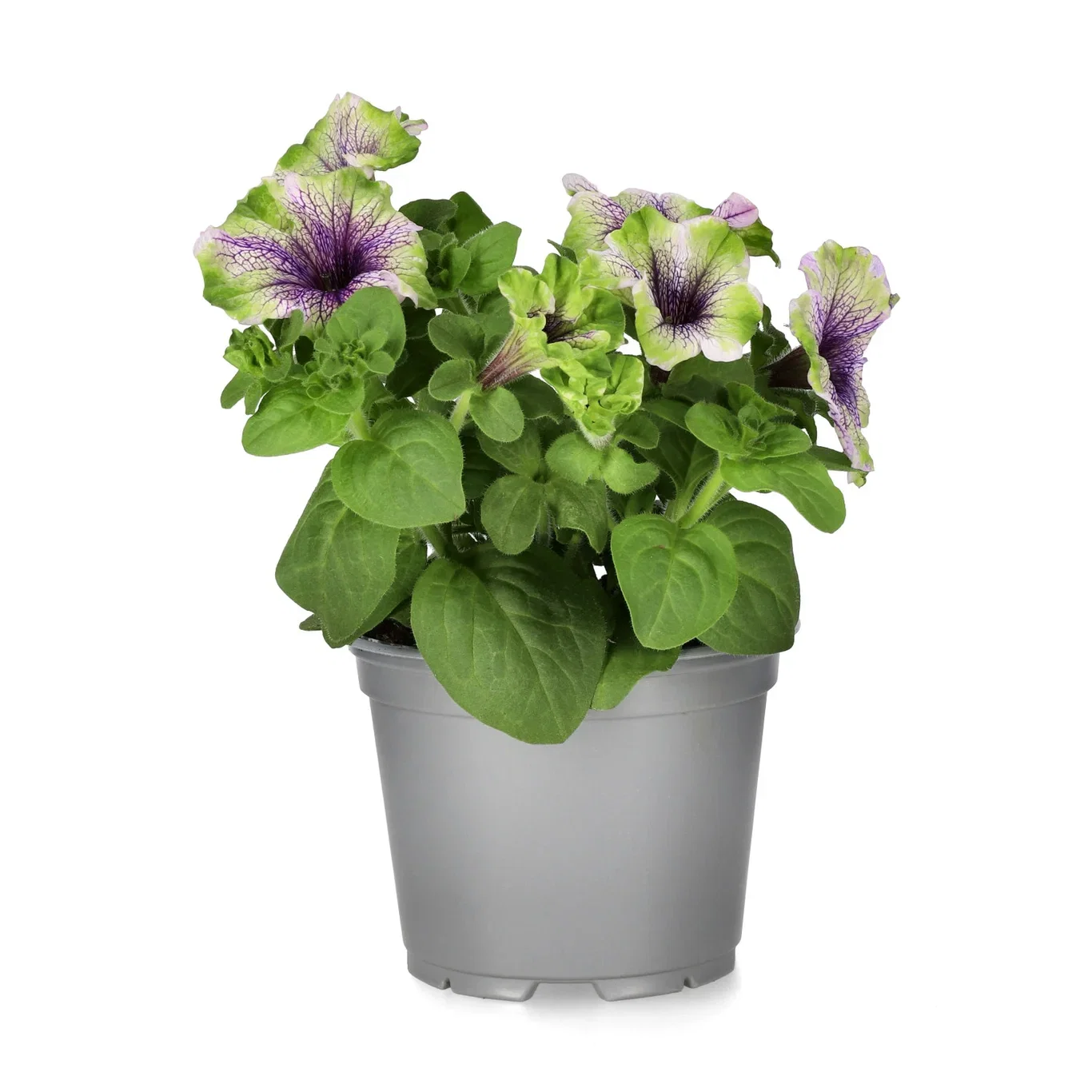 Petunia h. 'Amazone' 12 cm