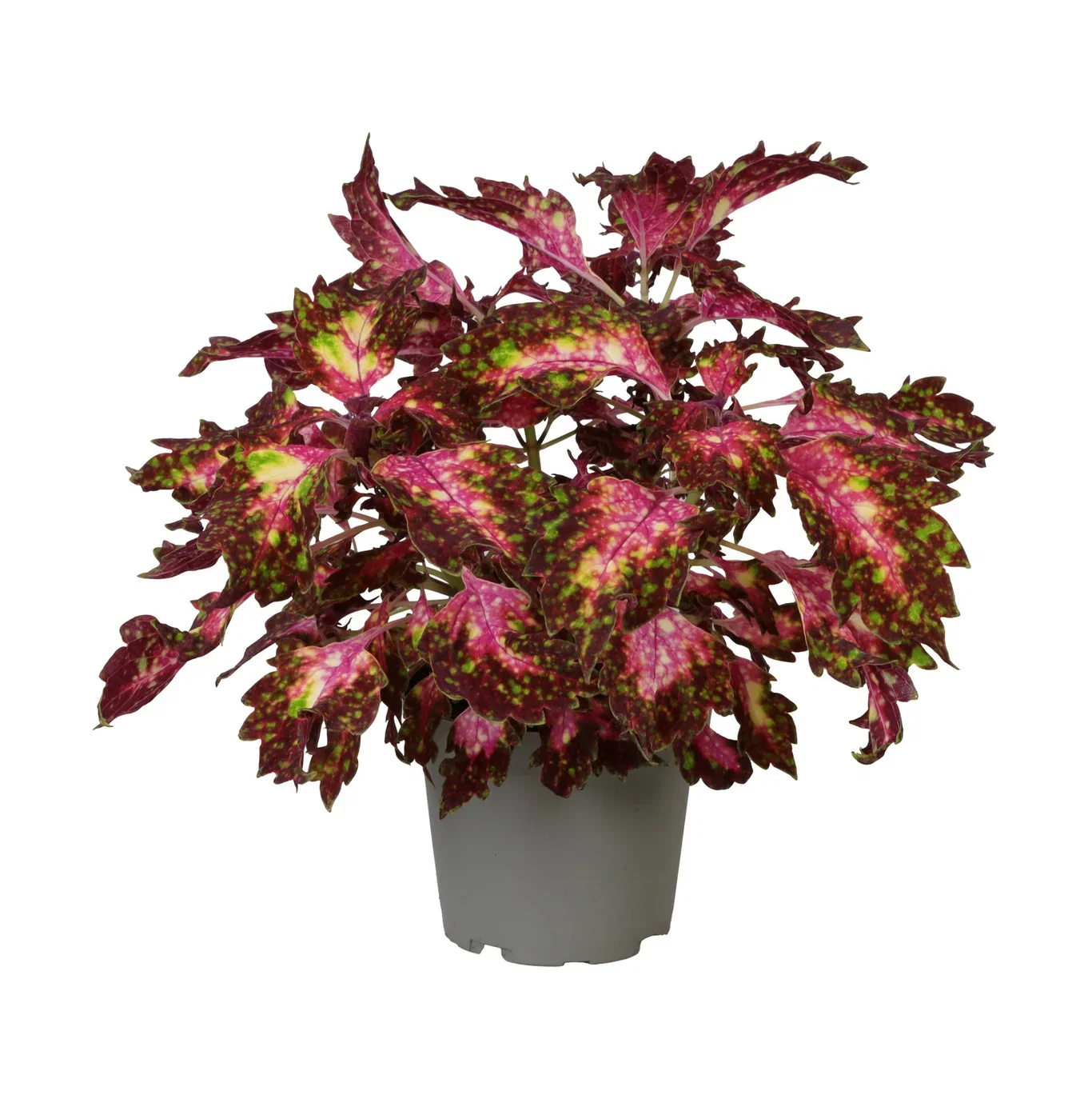 Coleus 'Santa Monica' 12 cm