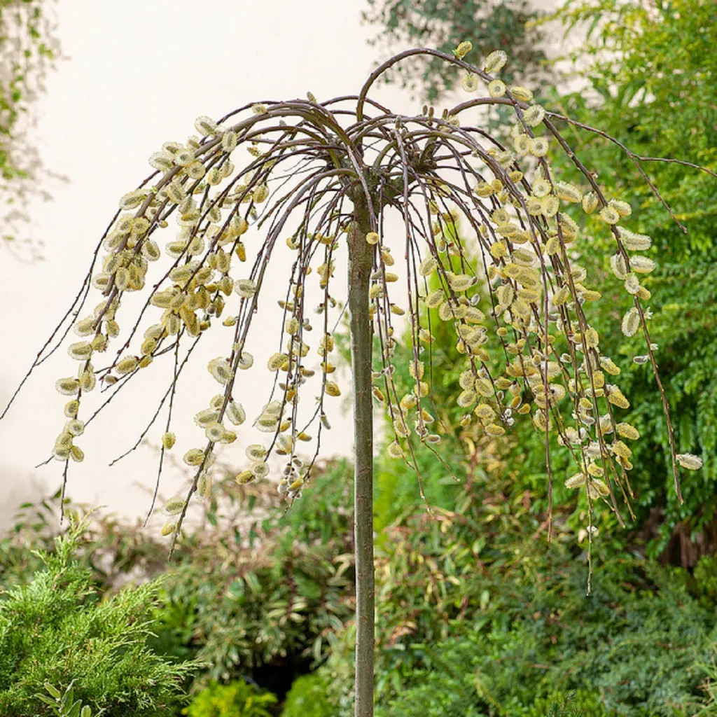 Salix caprea 'Kilmarnock' stem 60 cm 19cm