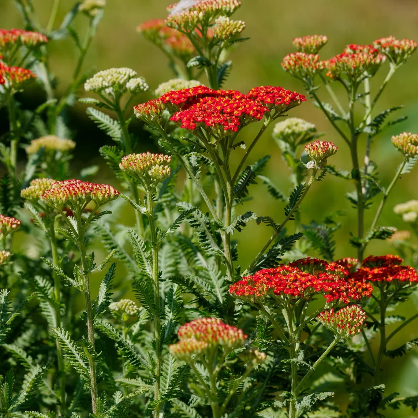 Achillea millefolium MILLY ROCK RED