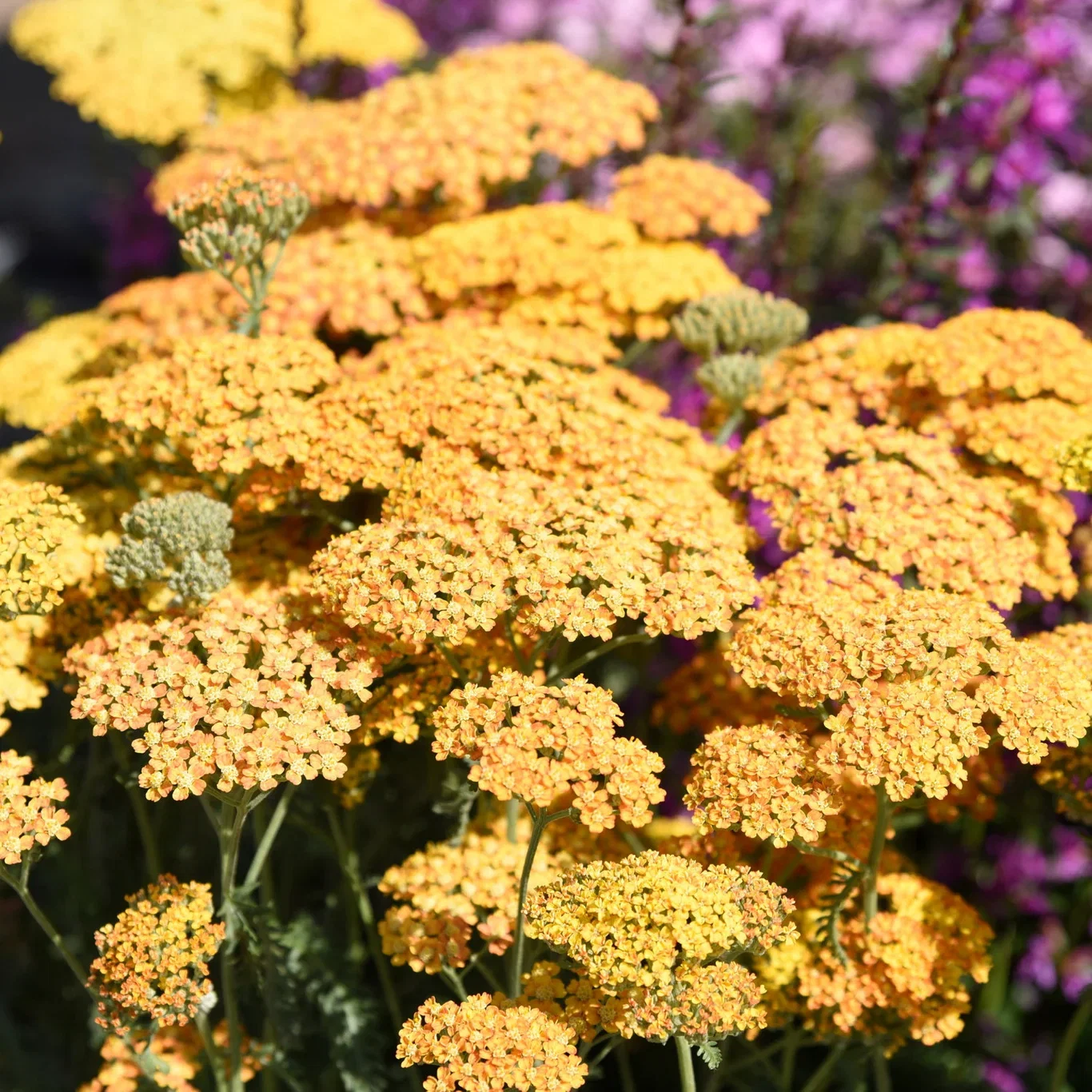 Achillea millefolium MILLY ROCK YELLOW TERRACOTTA