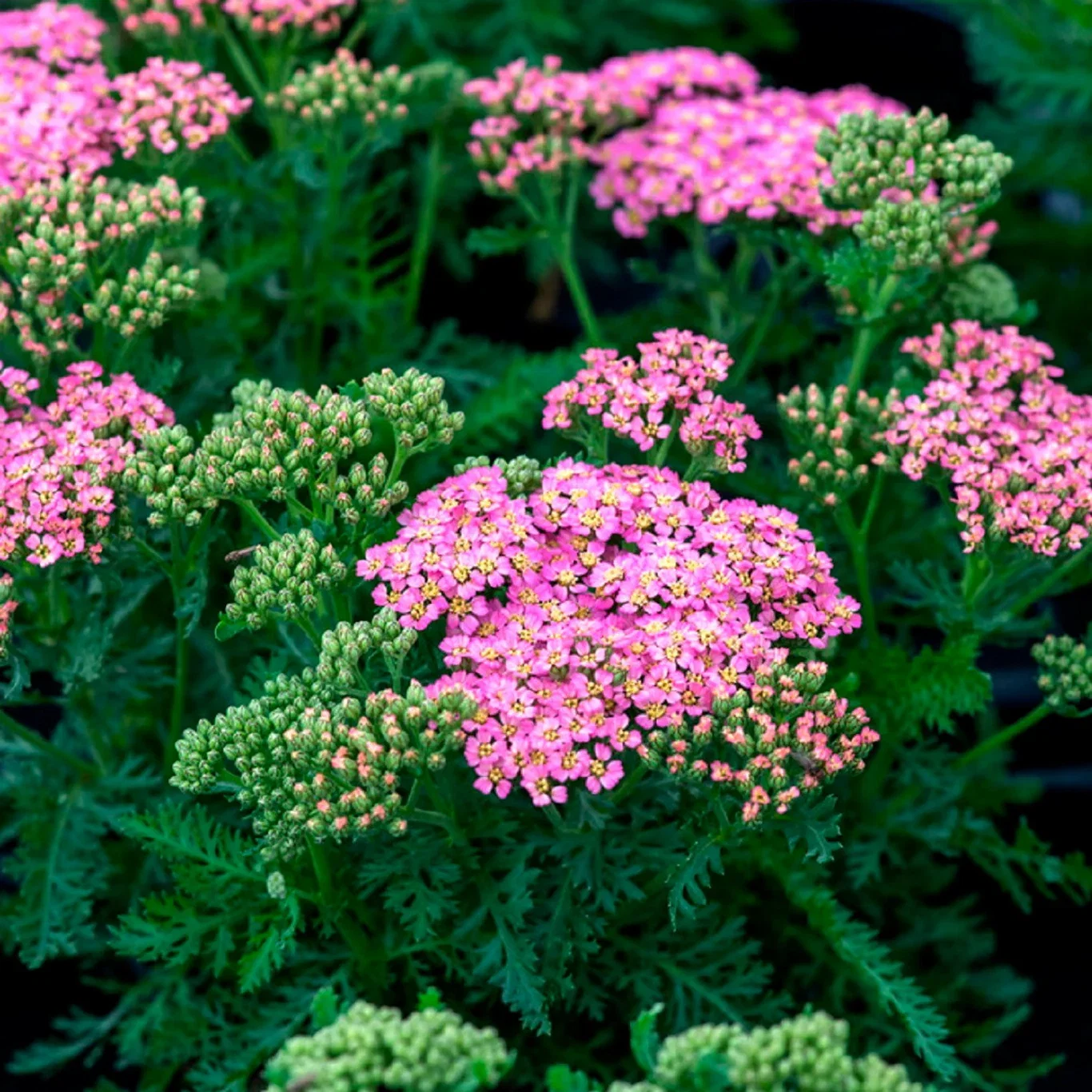 Achillea mill. 'Milly Rock Rose'
