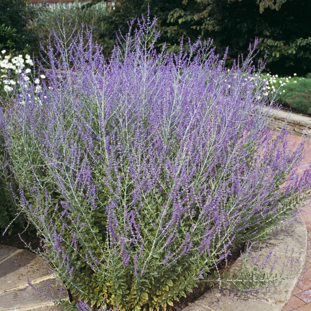 Perovskia atr. 'Blue Spire'