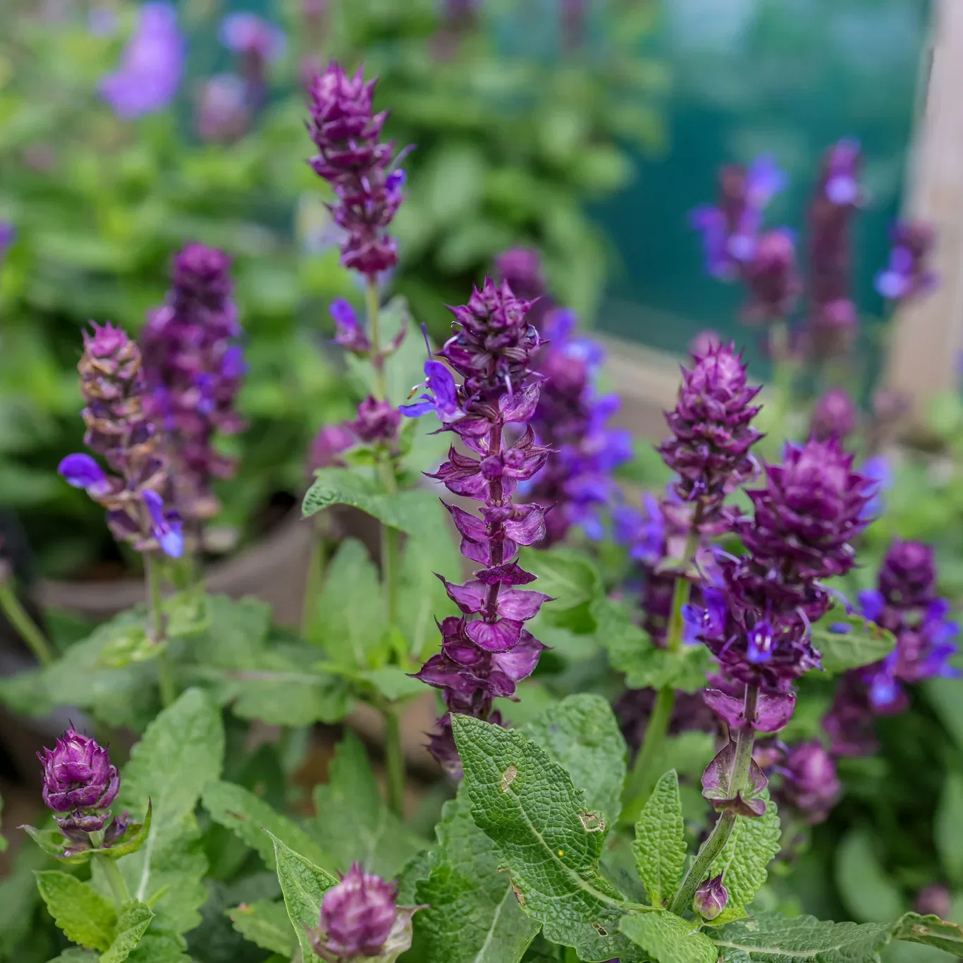 Steppesalvie 'Blue Marvel'