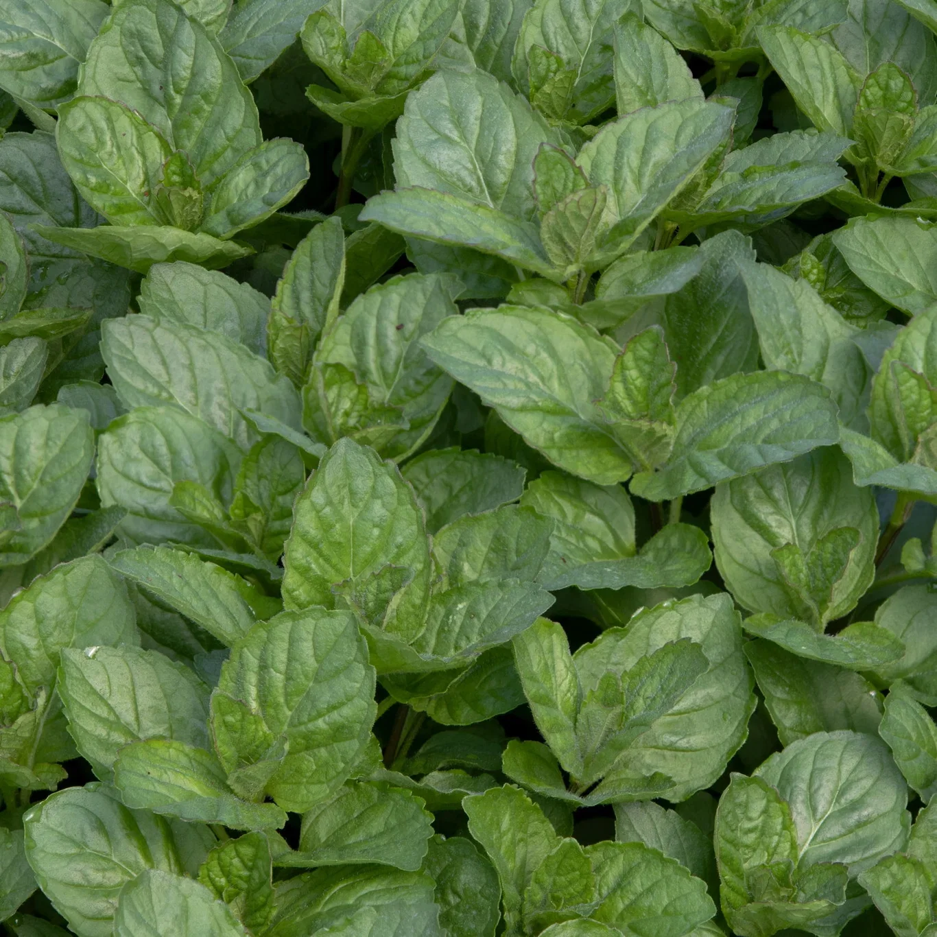 TEA Peppermynte 'Grapefruit'