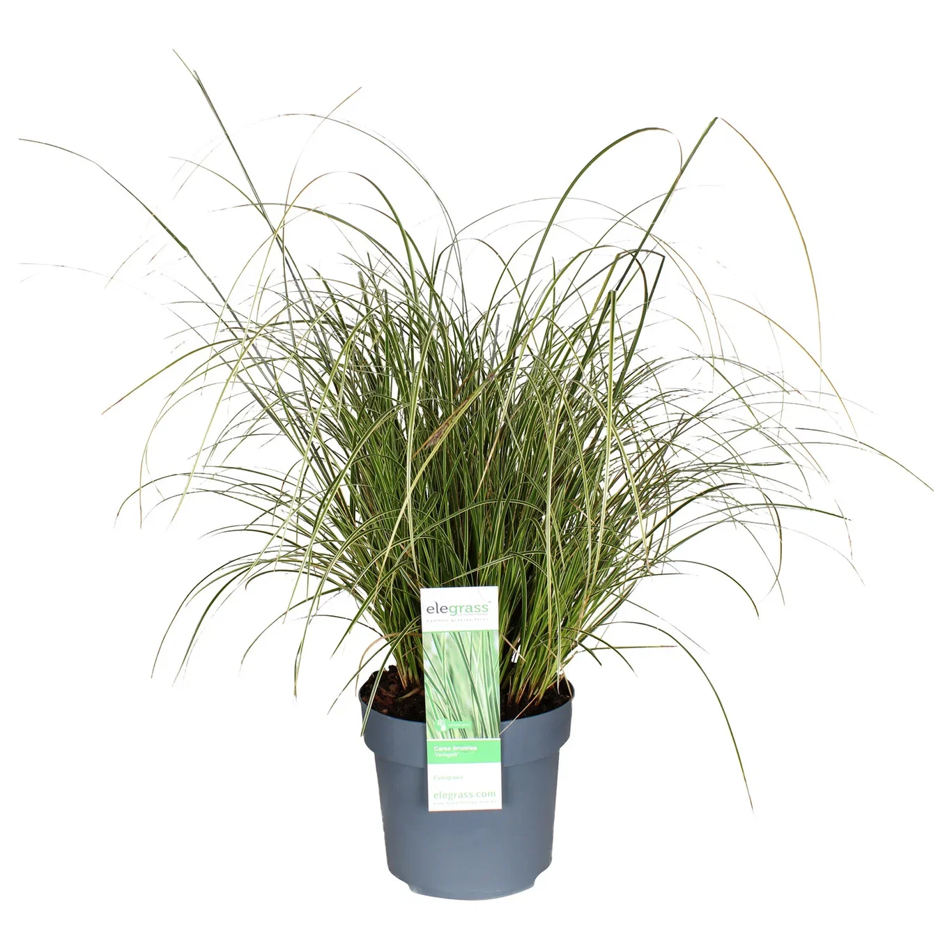 Carex Brunea Variagata 19 cm