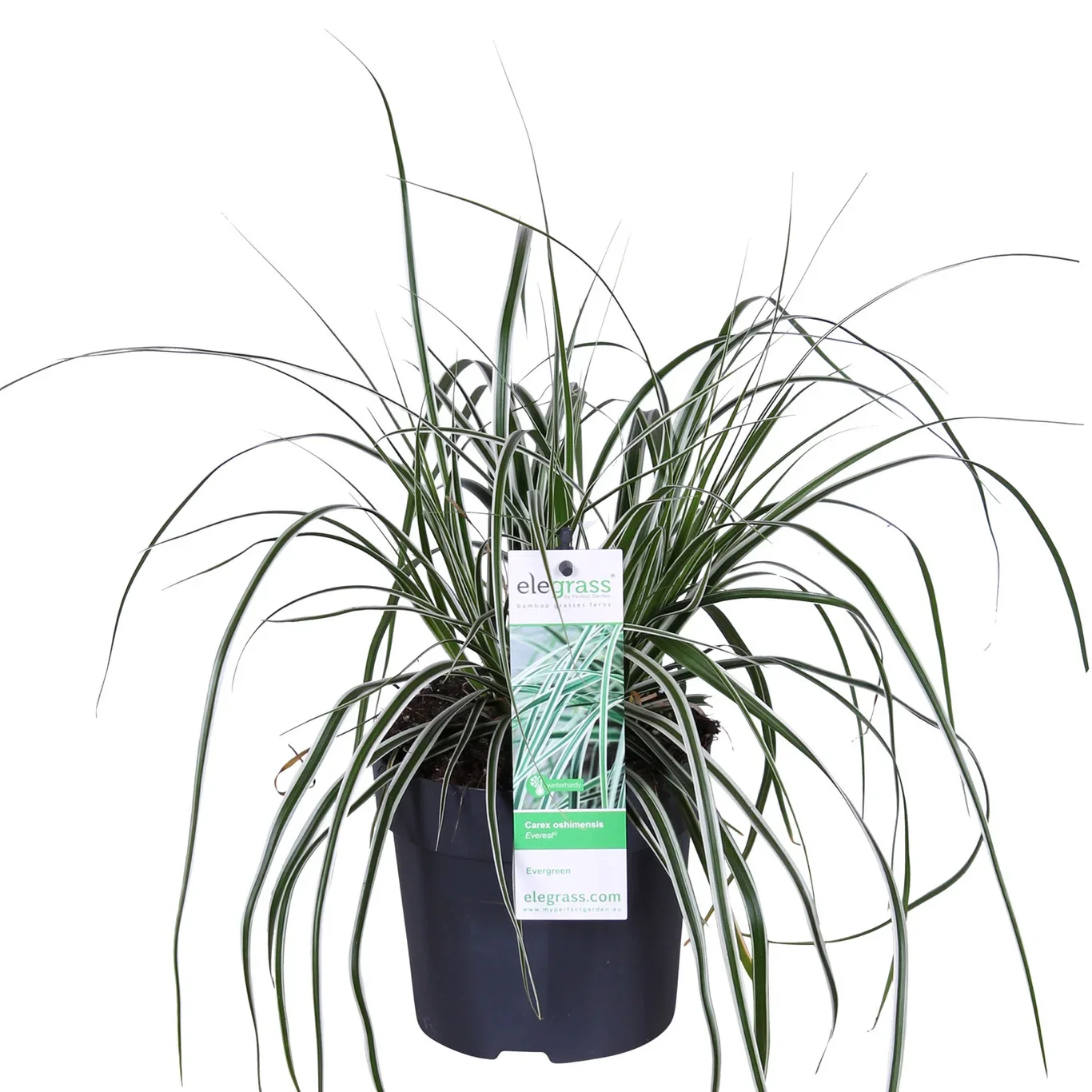 Carex 'Everest' 14 cm
