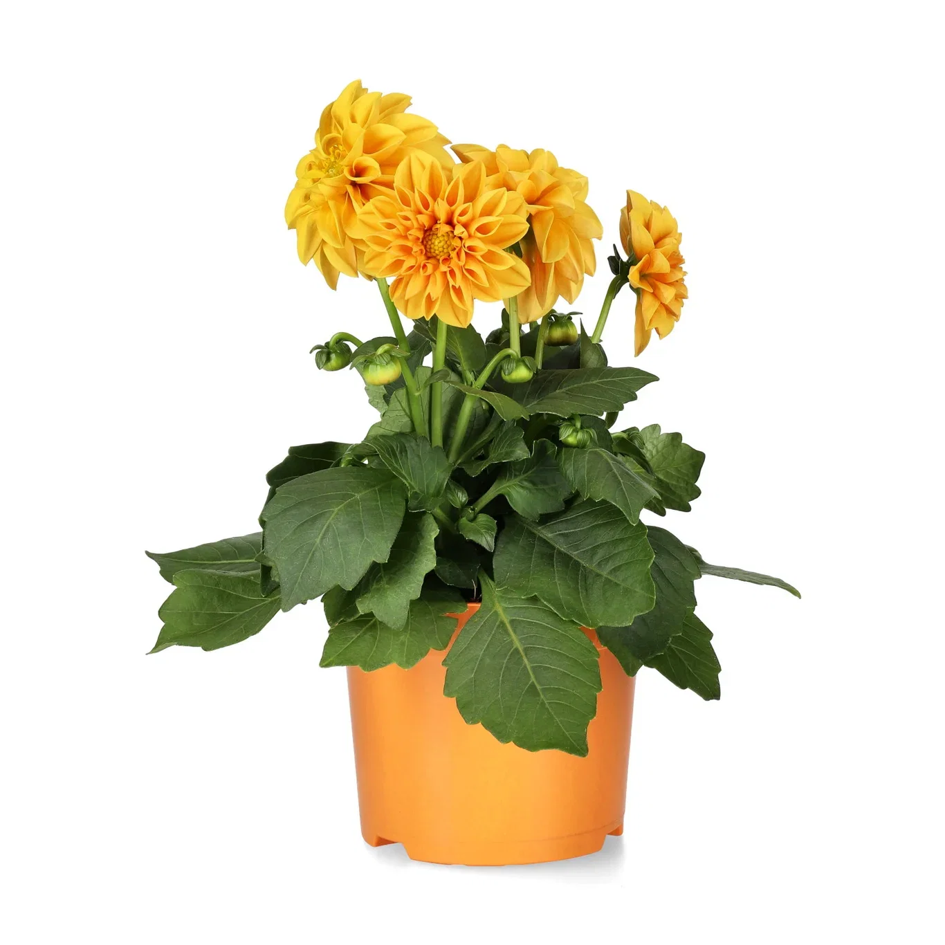 Dahlia double fl. Orange 12 cm