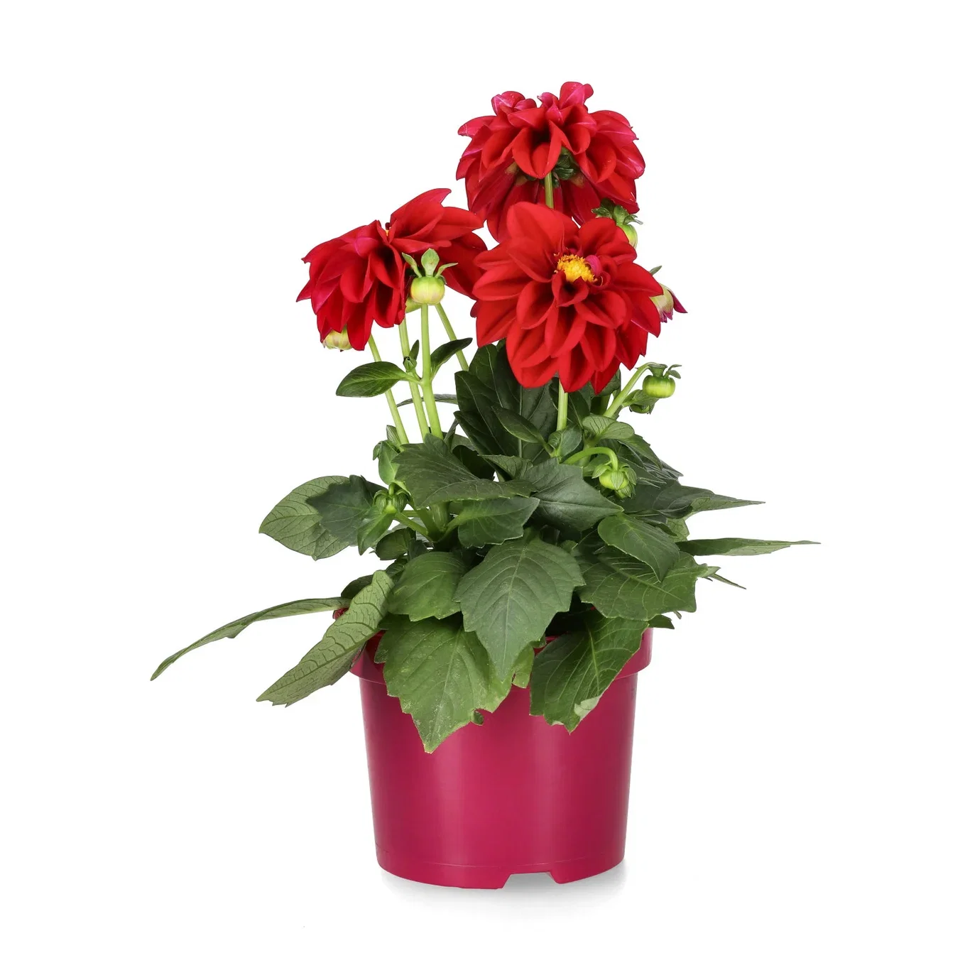 Dahlia fullblomstret