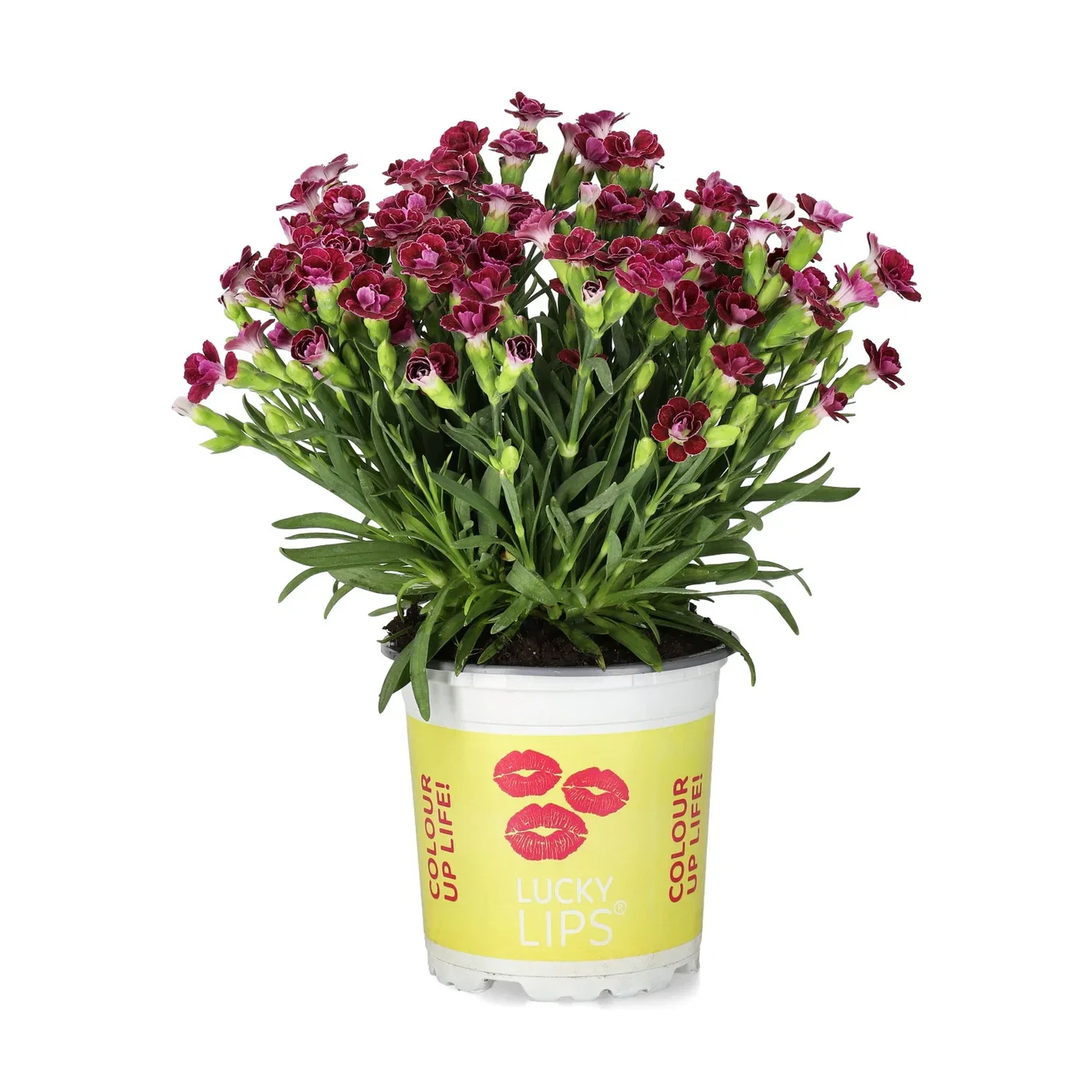 Dianthus 'Lucky Lips' 10,5 cm