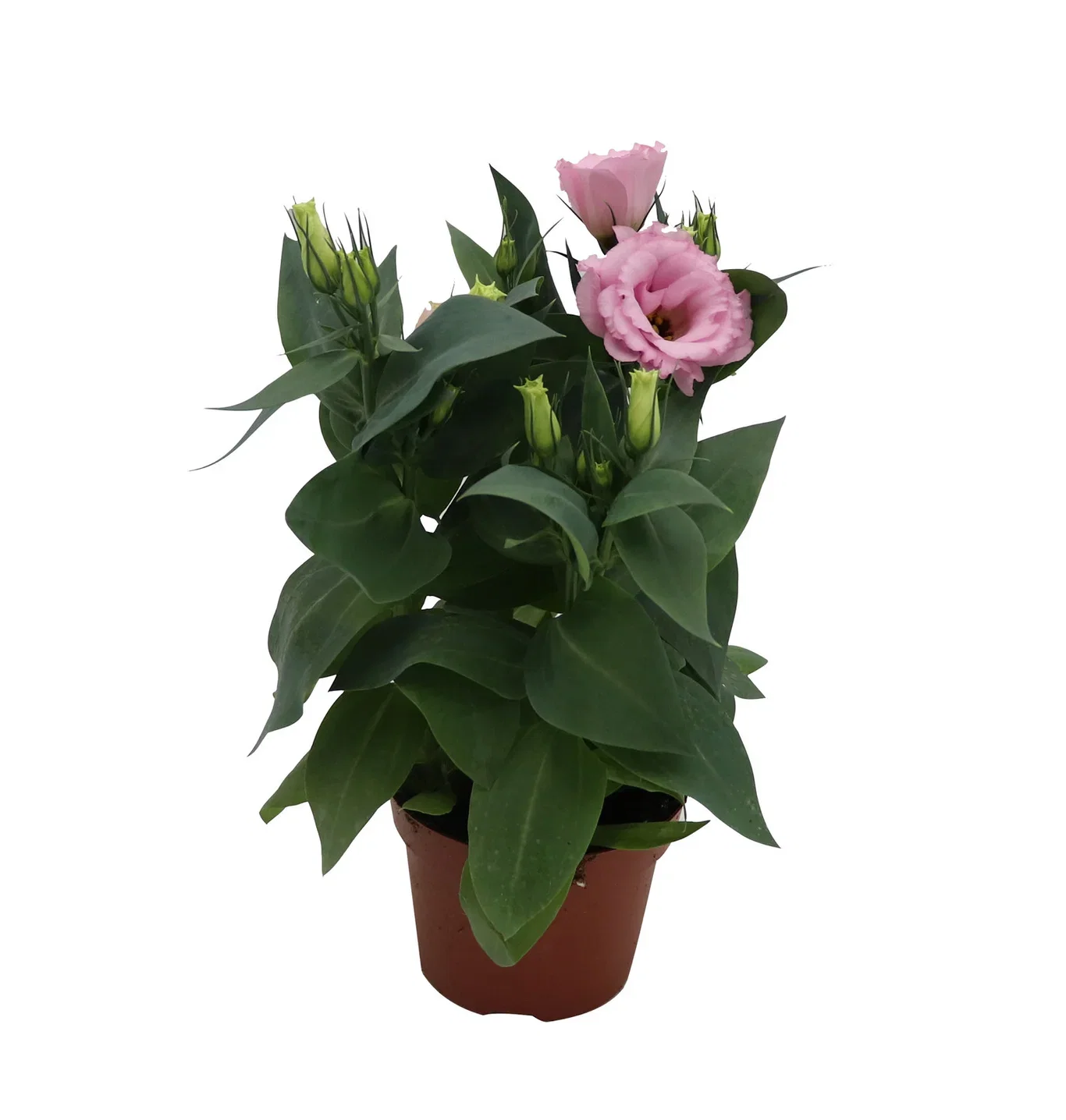 Eustoma 10,5 cm