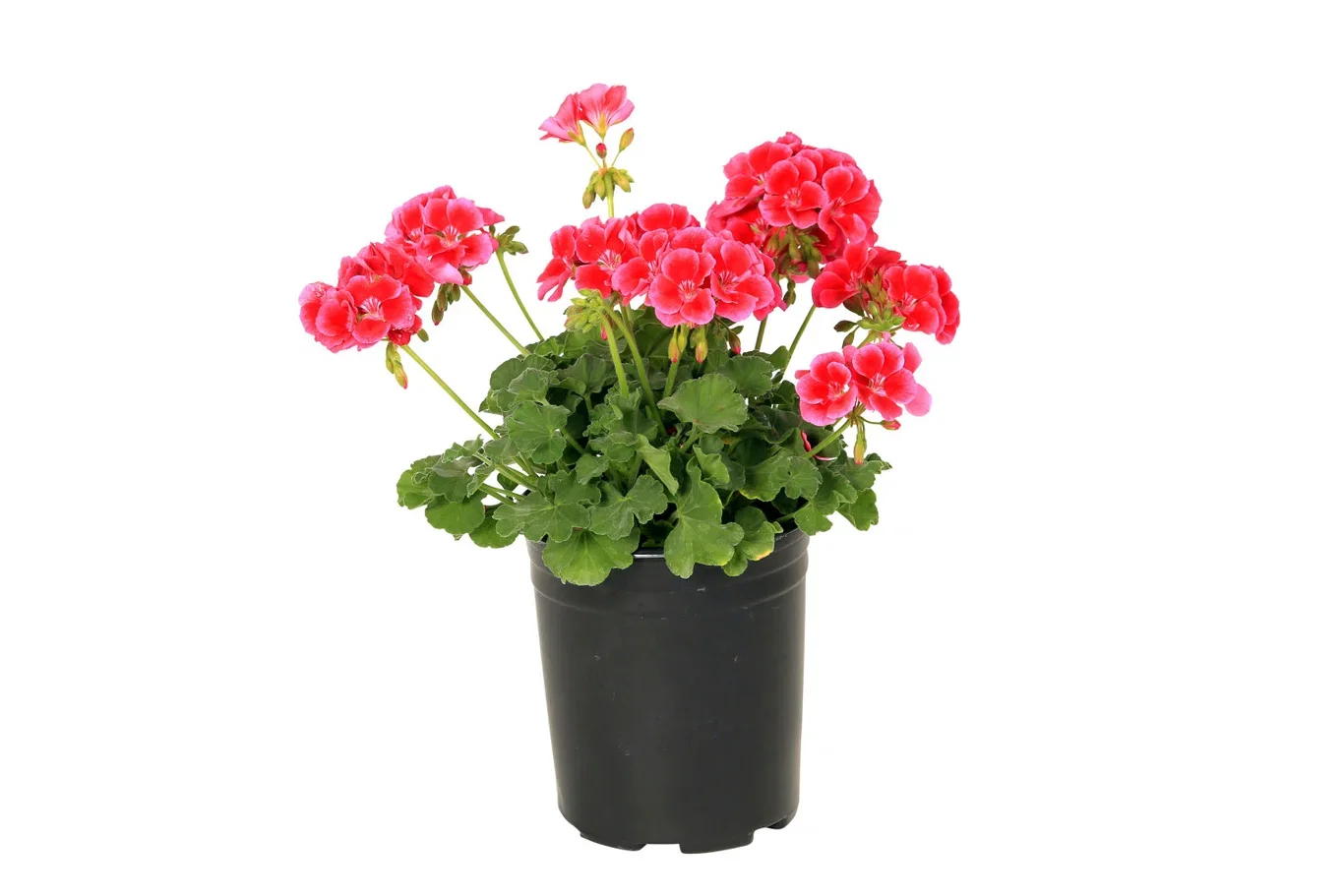 Pel. Calliope M 'Red Splash' 14 cm