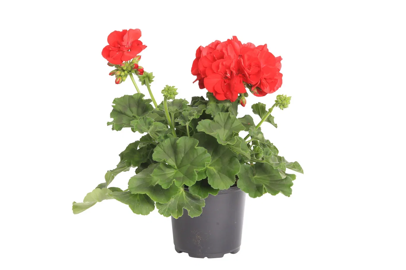 Pelargonium Calliope® M Red
