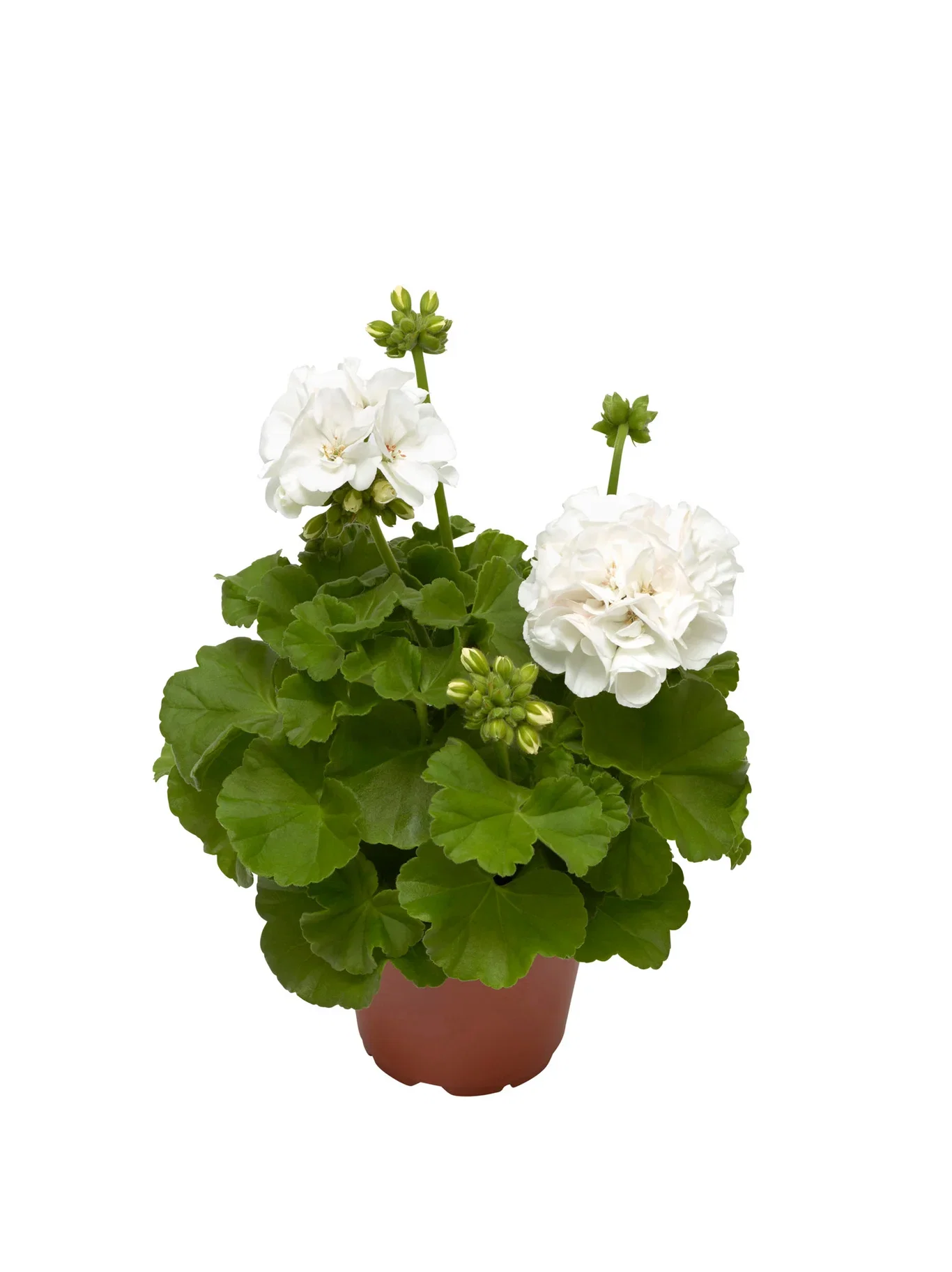 Pelargonium Calliope® M White