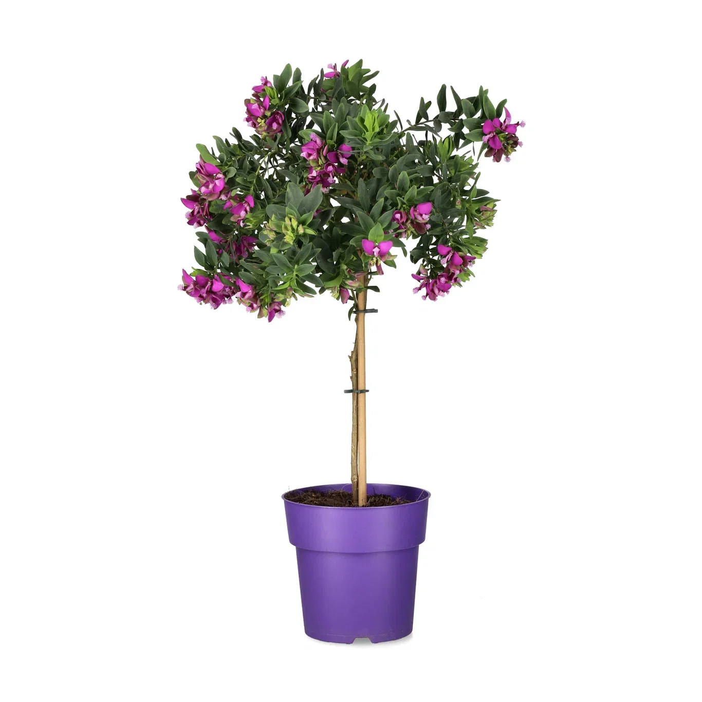 Polygala myrtifolia, oppstammet