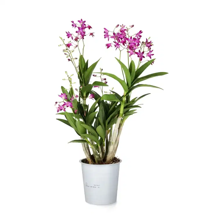 Dendrobium 'Berry Oda'