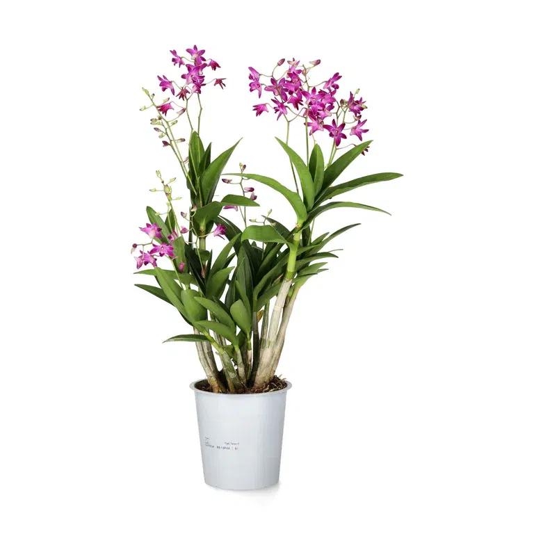 Dendrobium 'Berry Oda'