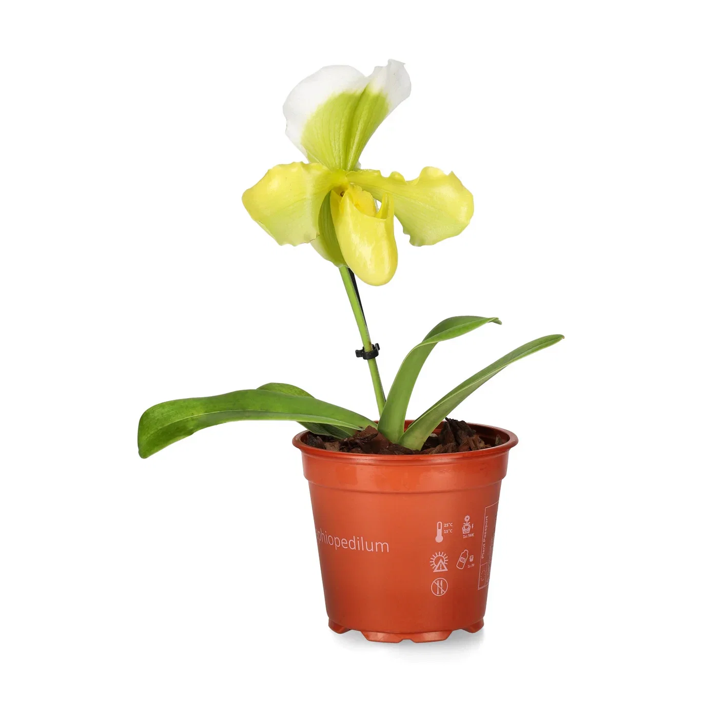 Paphiopedilum