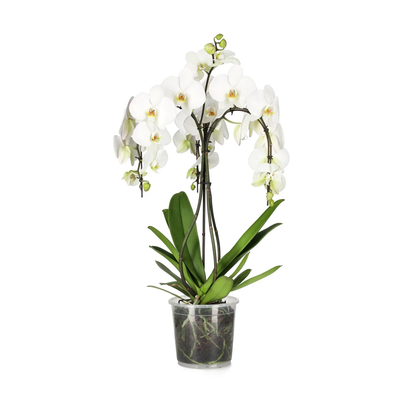 Phalaenopsis 'Duetto Ornamento'