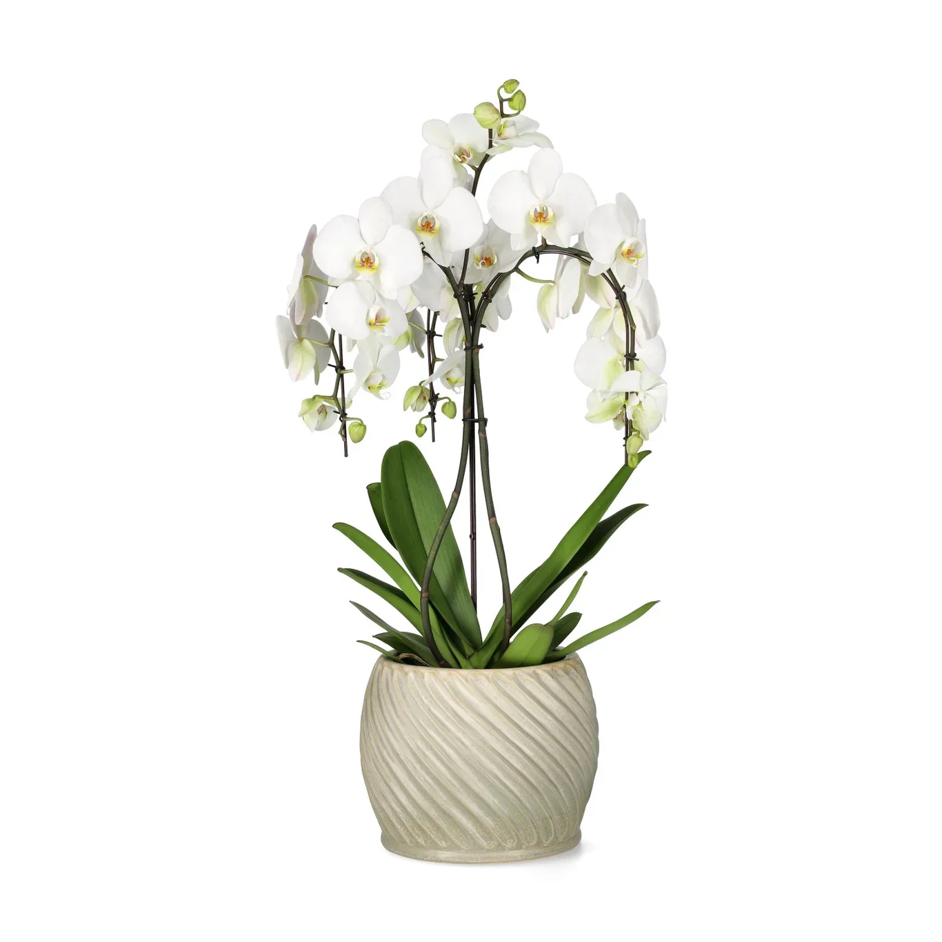 Phalaenopsis 'Duetto Ornamento'