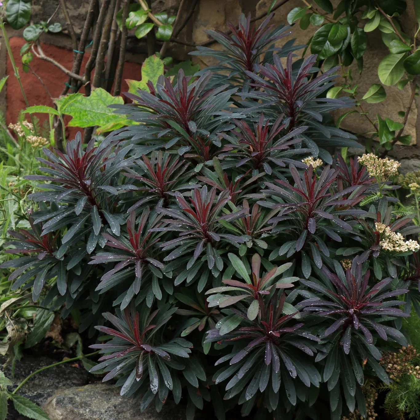 Euphorbia MINERS MERLOT 19cm