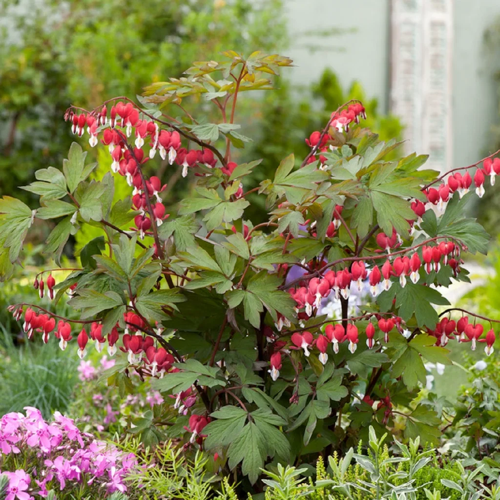 Lamprocapnos spectabilis 'Valentine' 19cm