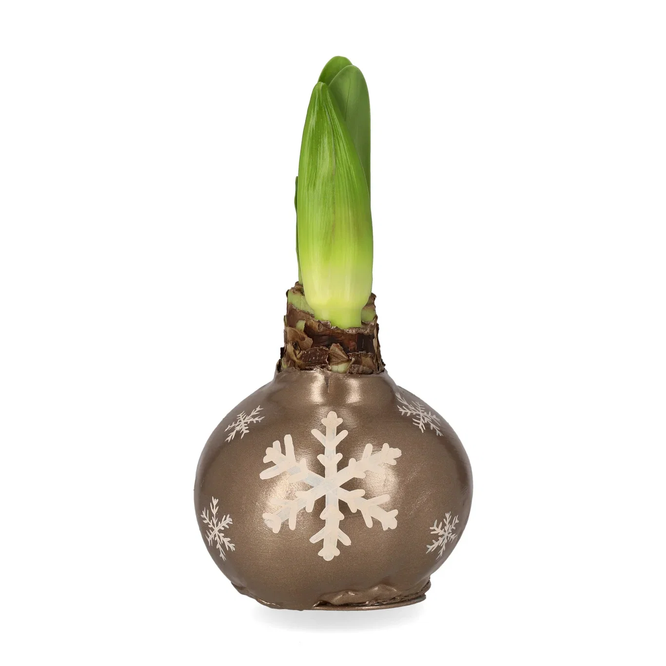 Hippeastrum Wax XXL