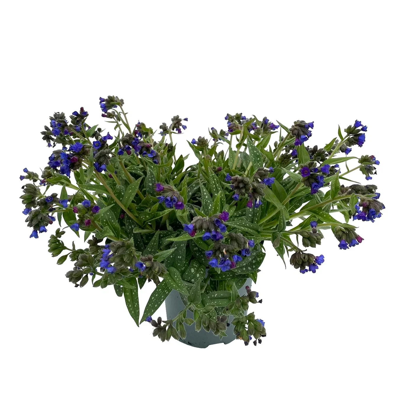 Pulmonaria 'Miss Elly' 17cm