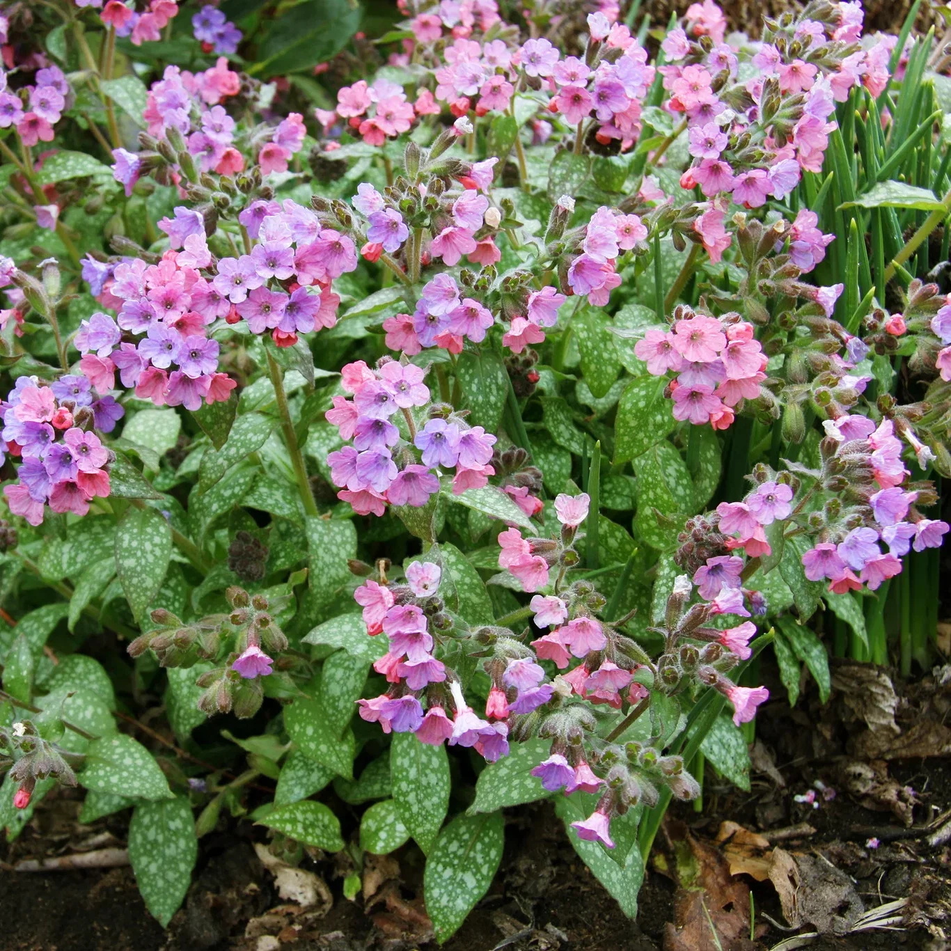 Pulmonaria 'Raspberry Splash' 17cm