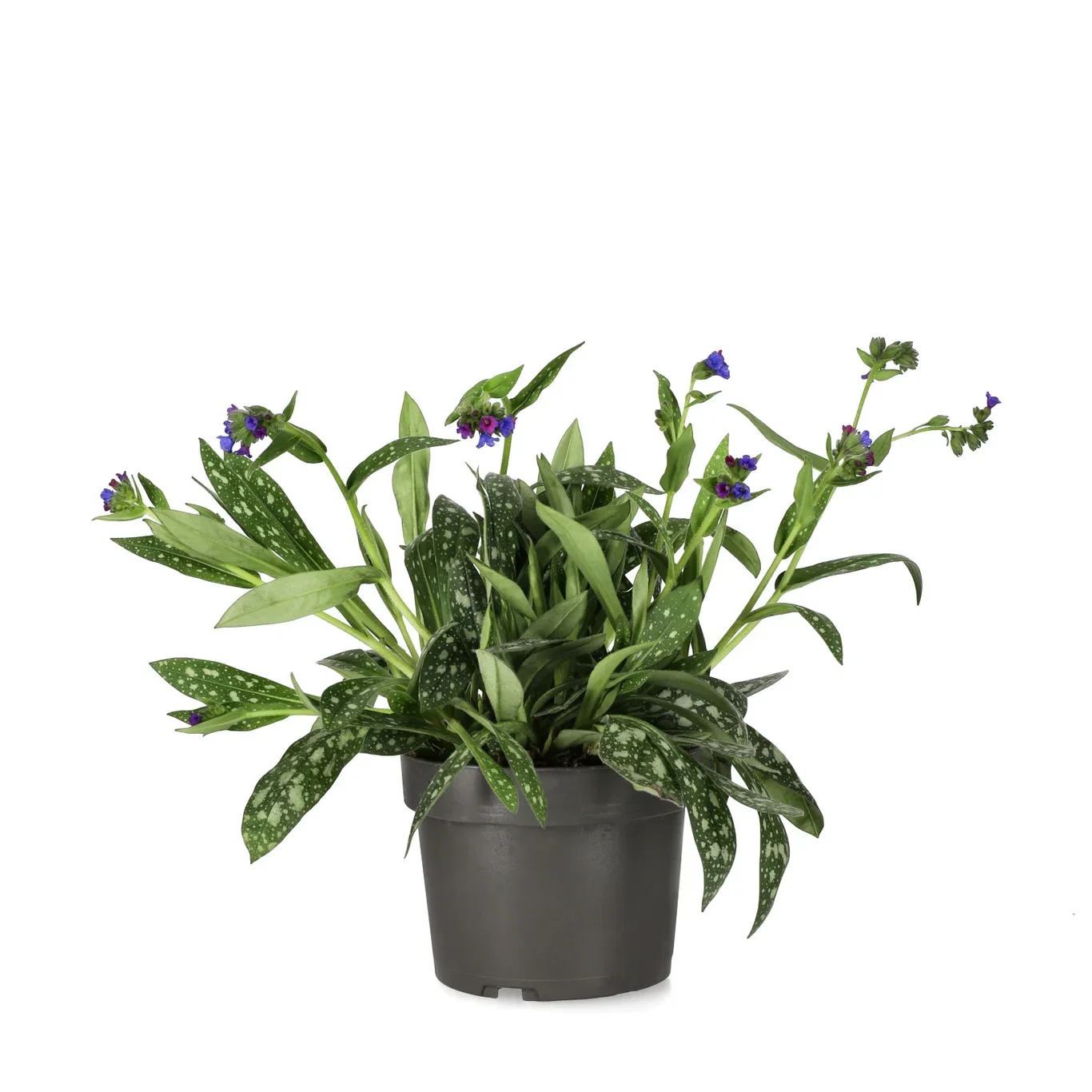 Pulmonaria 'Miss Elly' 17cm