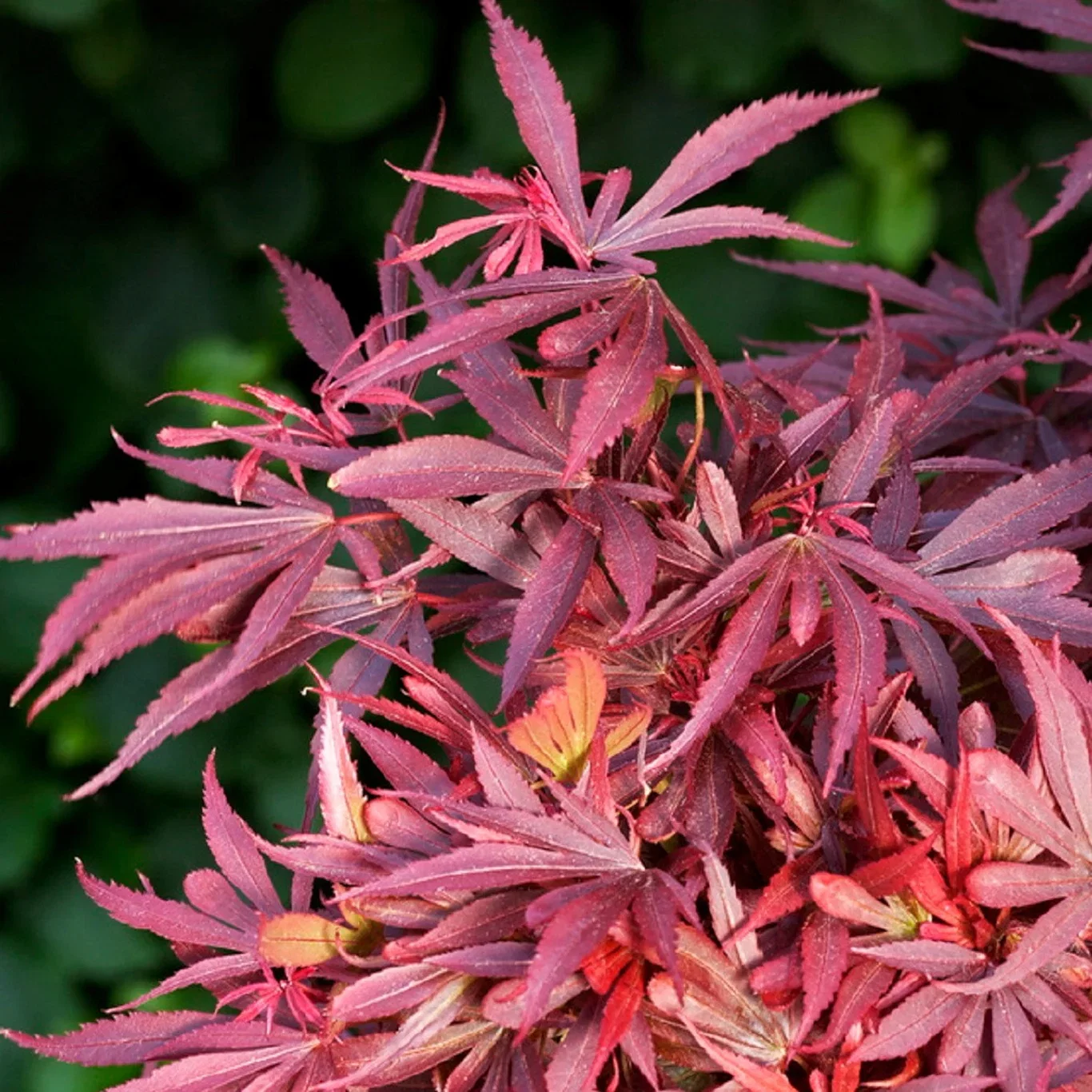 Acer palm. 'Shaina' 100-125cm 35cm