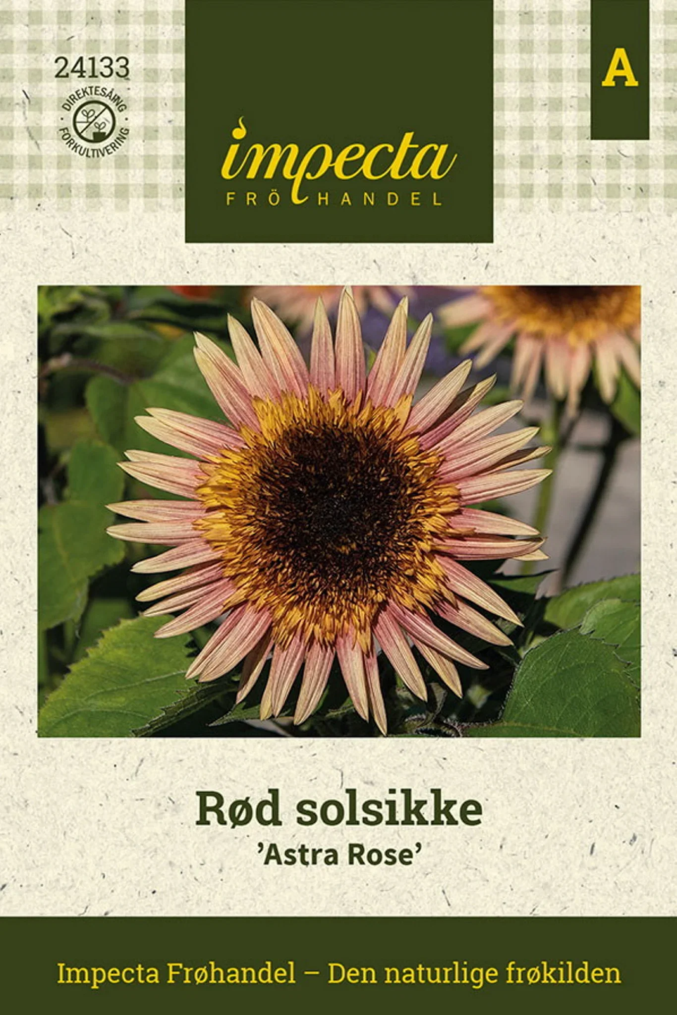 Rød solsikke 'Astra Rose'