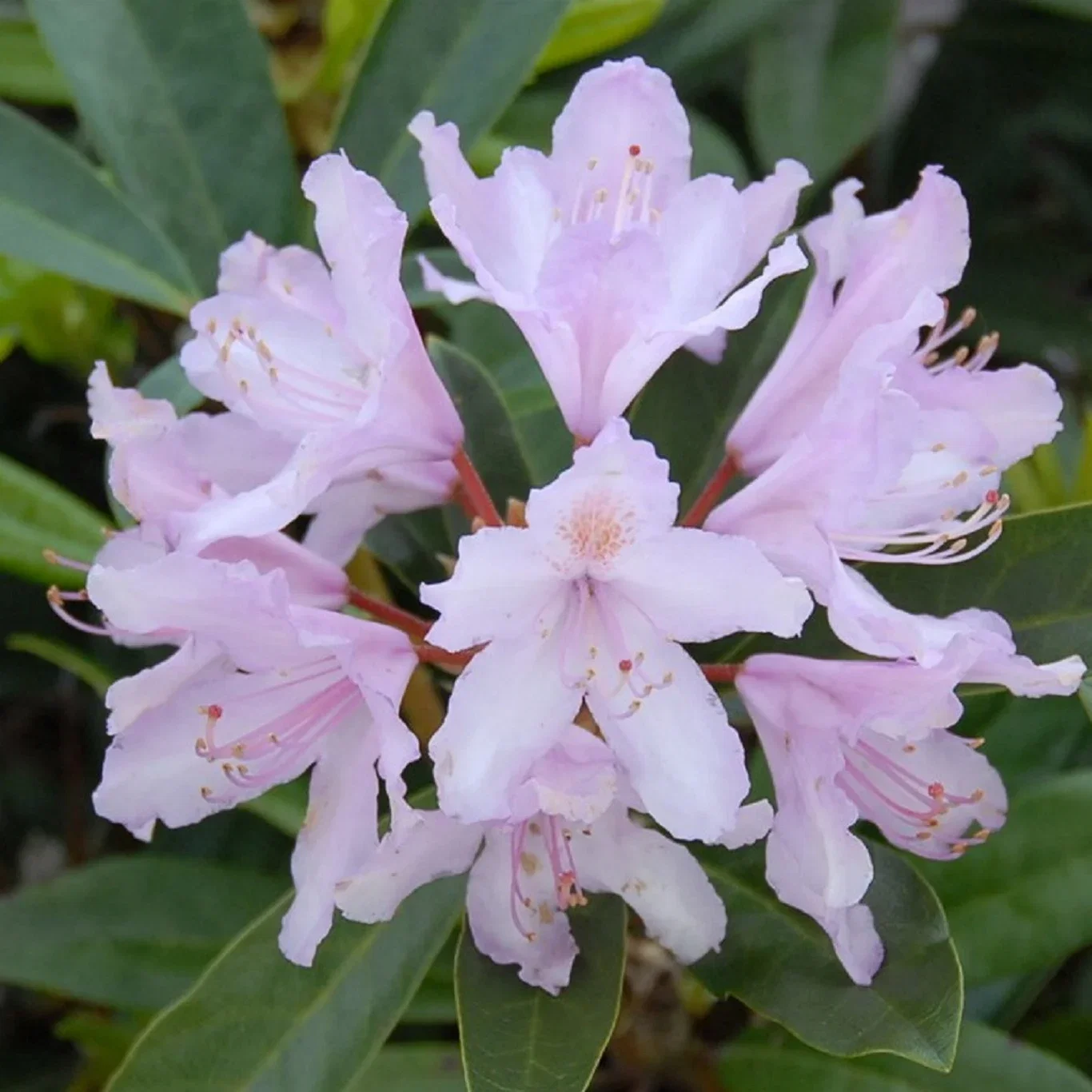 Rododendron 'September charm'