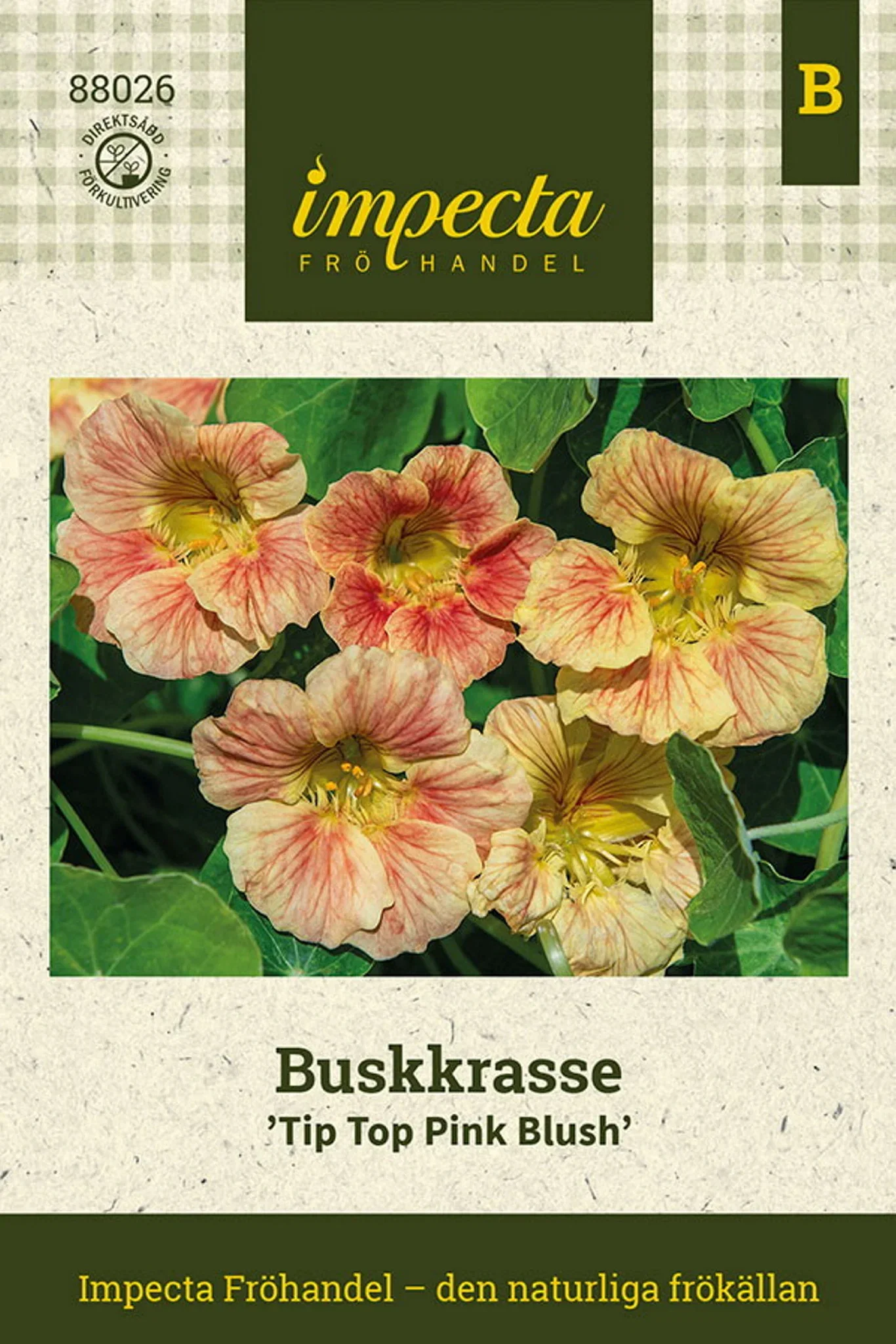 Buskkrasse 'Tip Top Pink Blush'