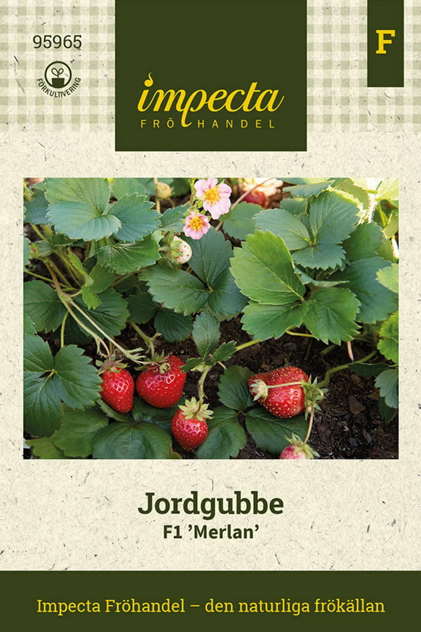 Jordgubbe F1 'Merlan'