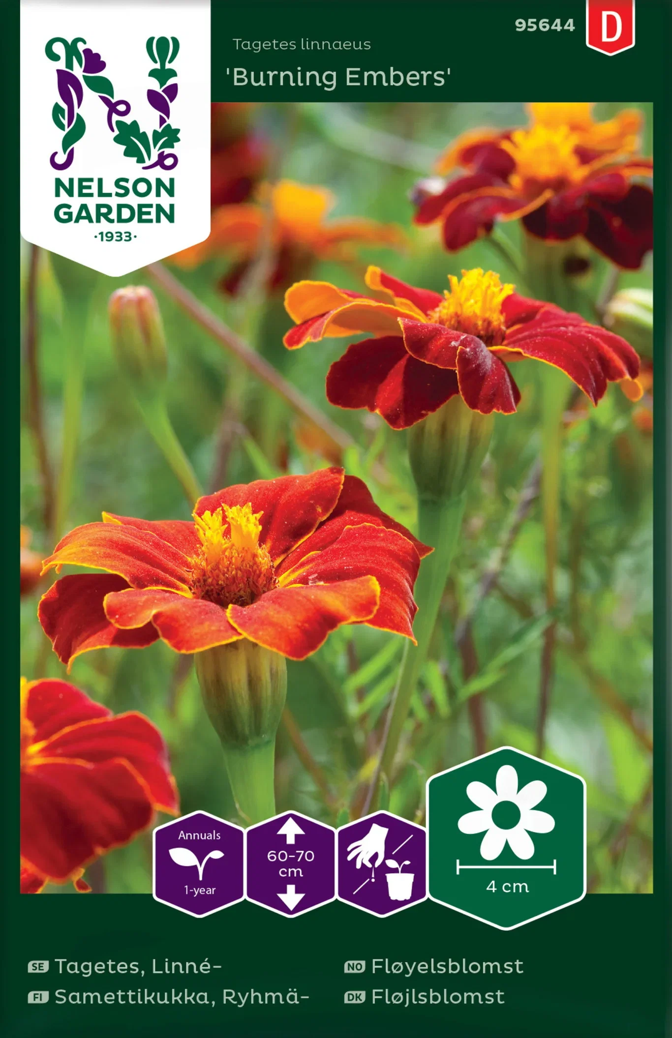 Fløyelseblomst 'Burning Embers'