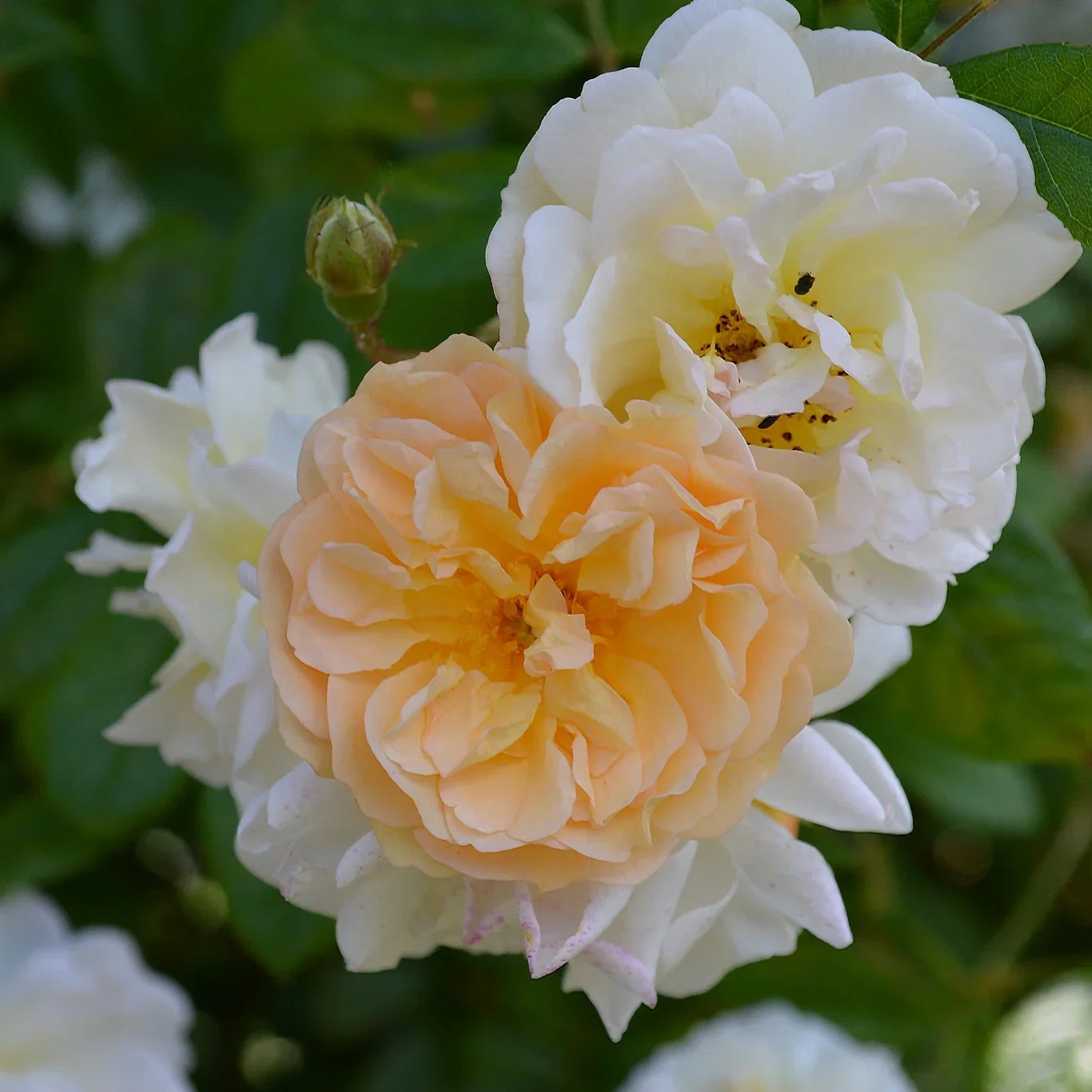 Rosa 'Ghislaine de Féligonde' 3L