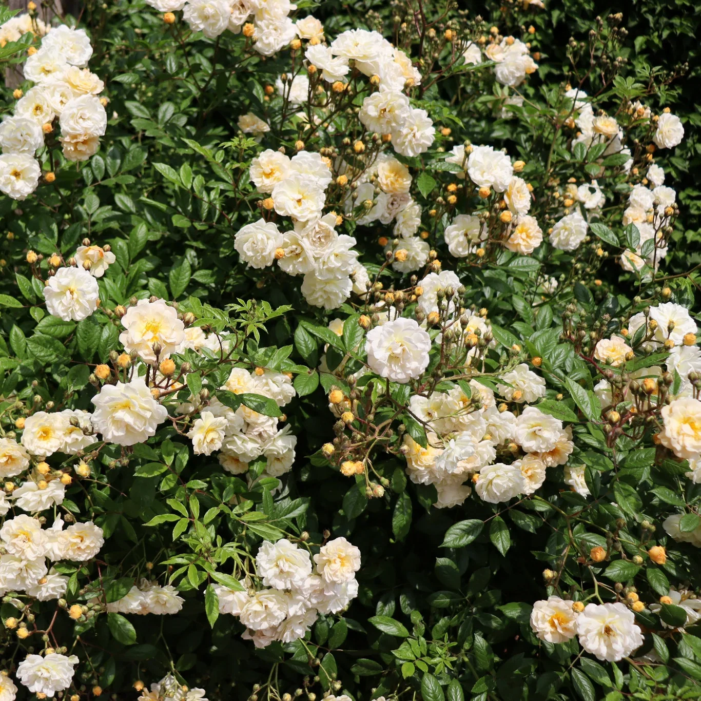 Rosa 'Ghislaine de Féligonde' 3L