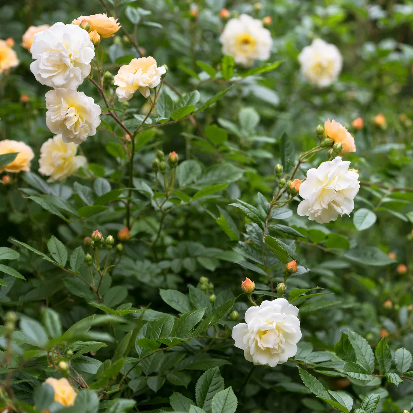 Rosa 'Ghislaine de Féligonde' 3L