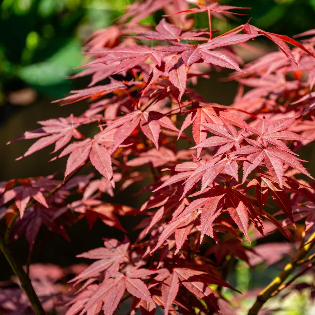 Acer palm. 'Atropurpureum' 180-225cm 55cm