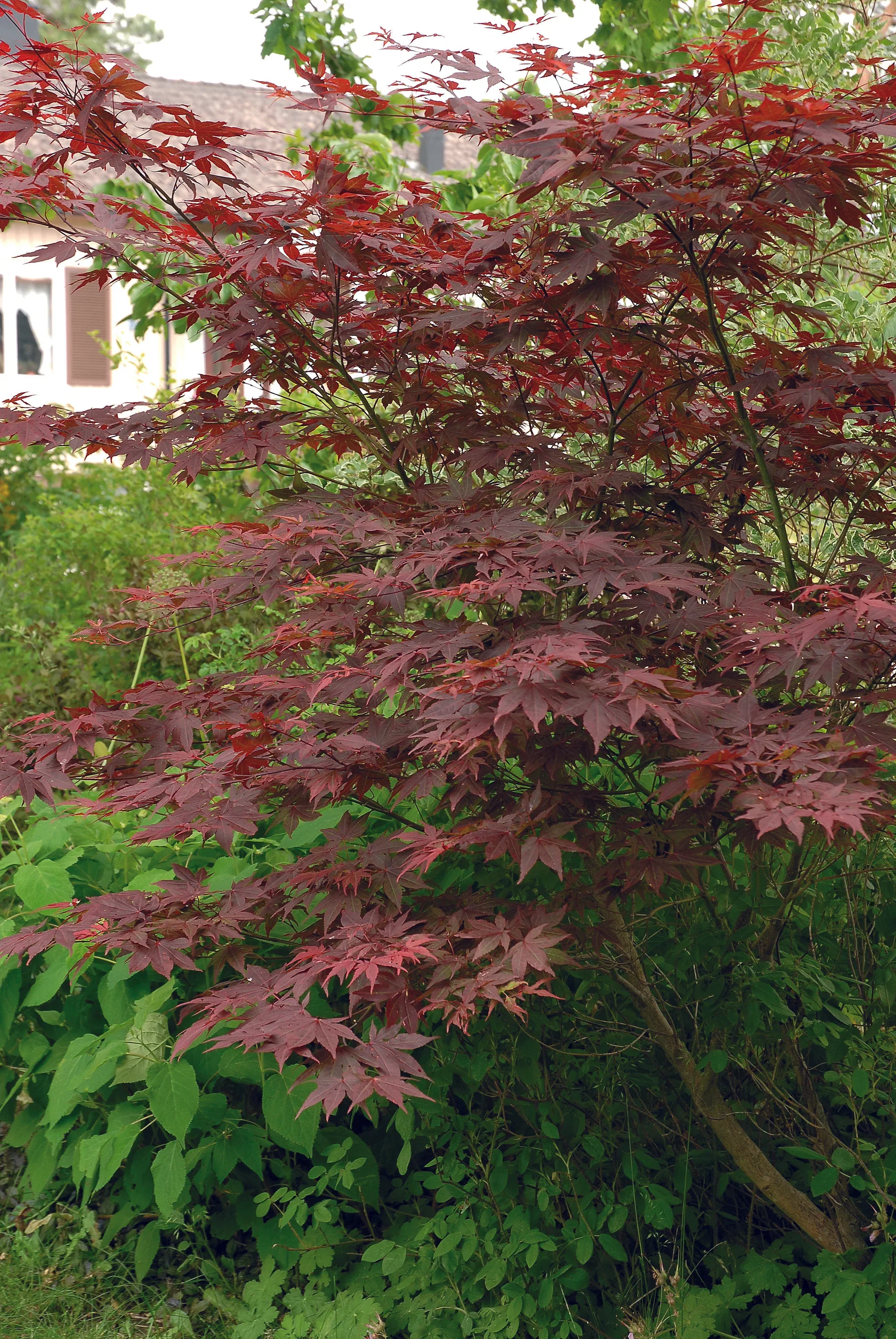 Acer palm. 'Atropurpureum' 180-225cm 55cm
