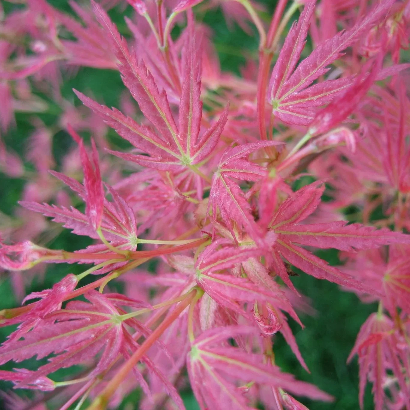 Acer palmatum 'Wilson's Pink Dwarf' japansk lønn