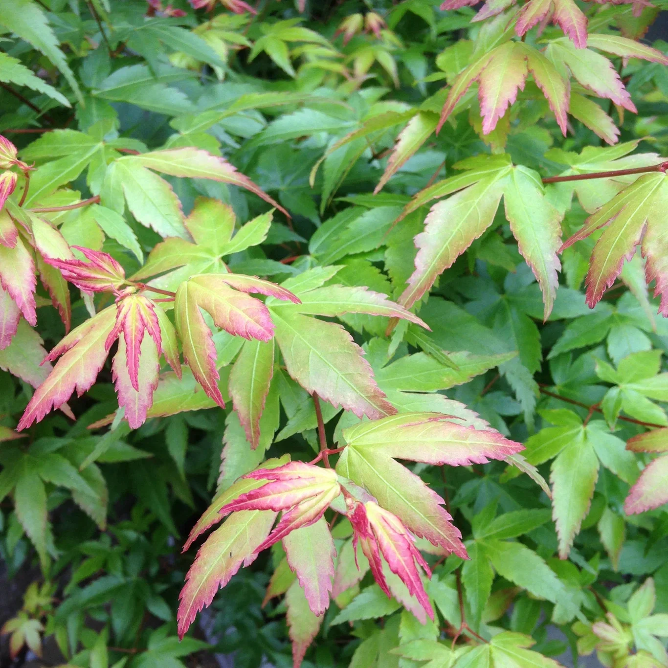 Acer palm. 'Little Princess' stem 90cm